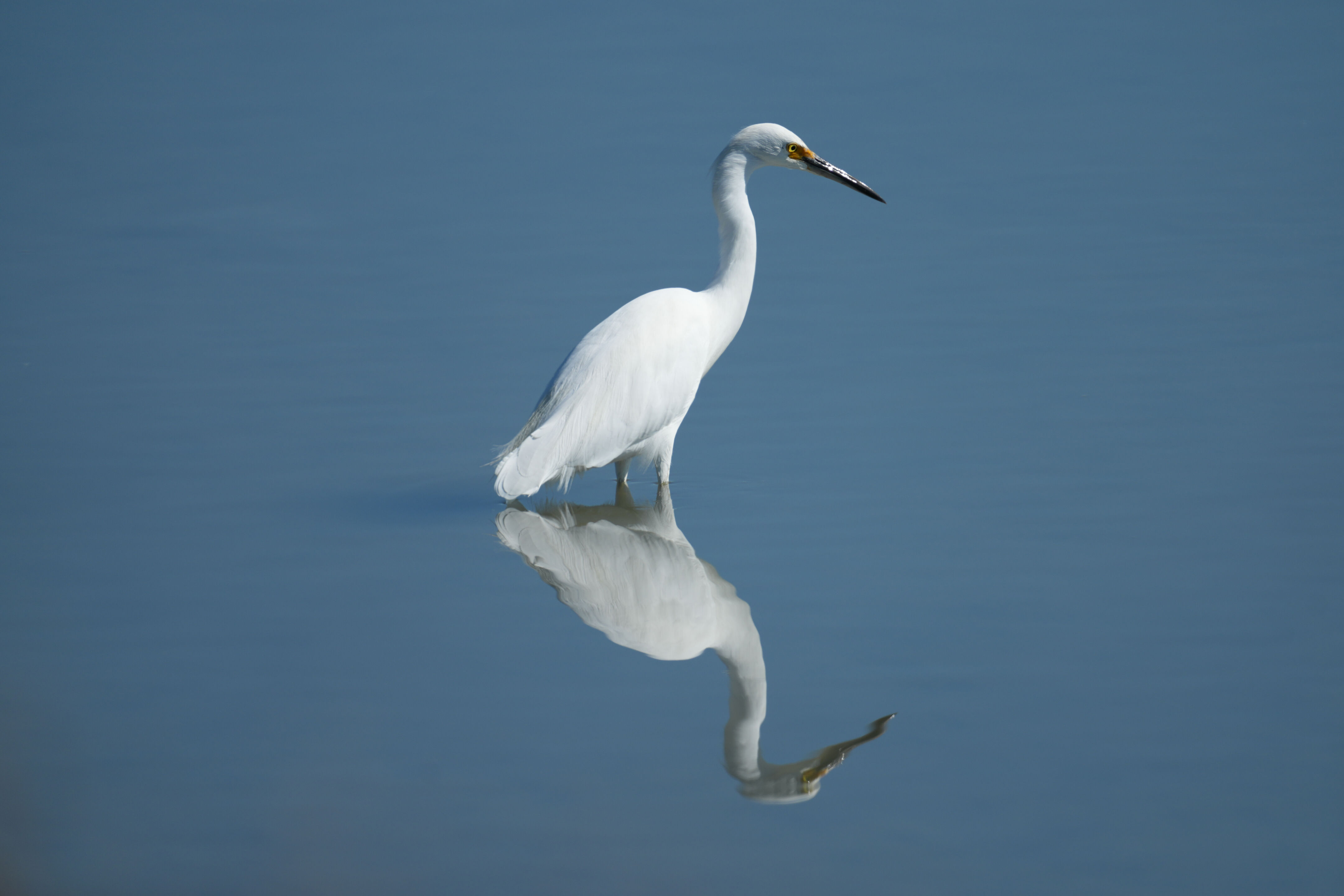Snowy Egret