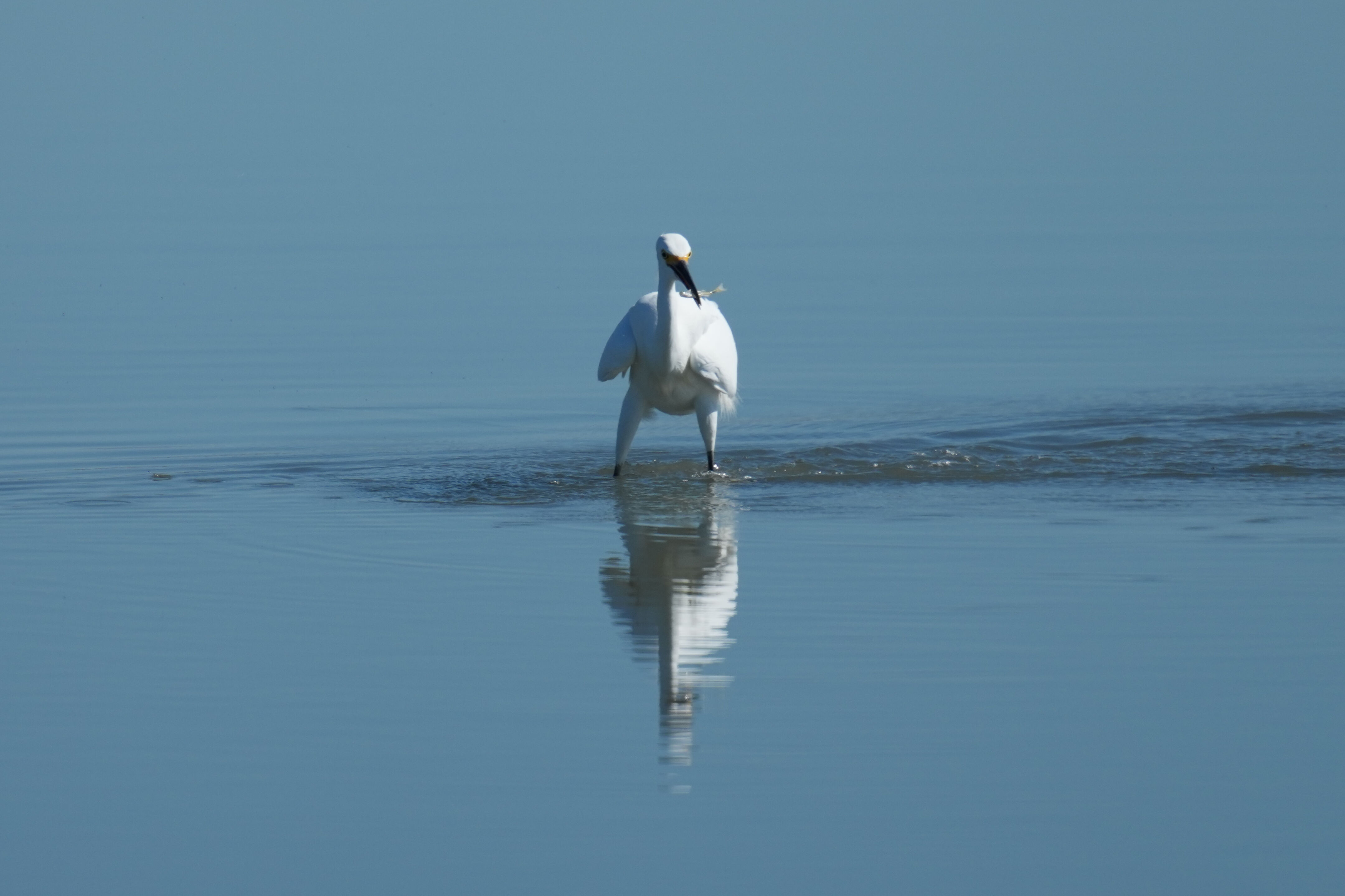 Snowy Egret Catching Fish
