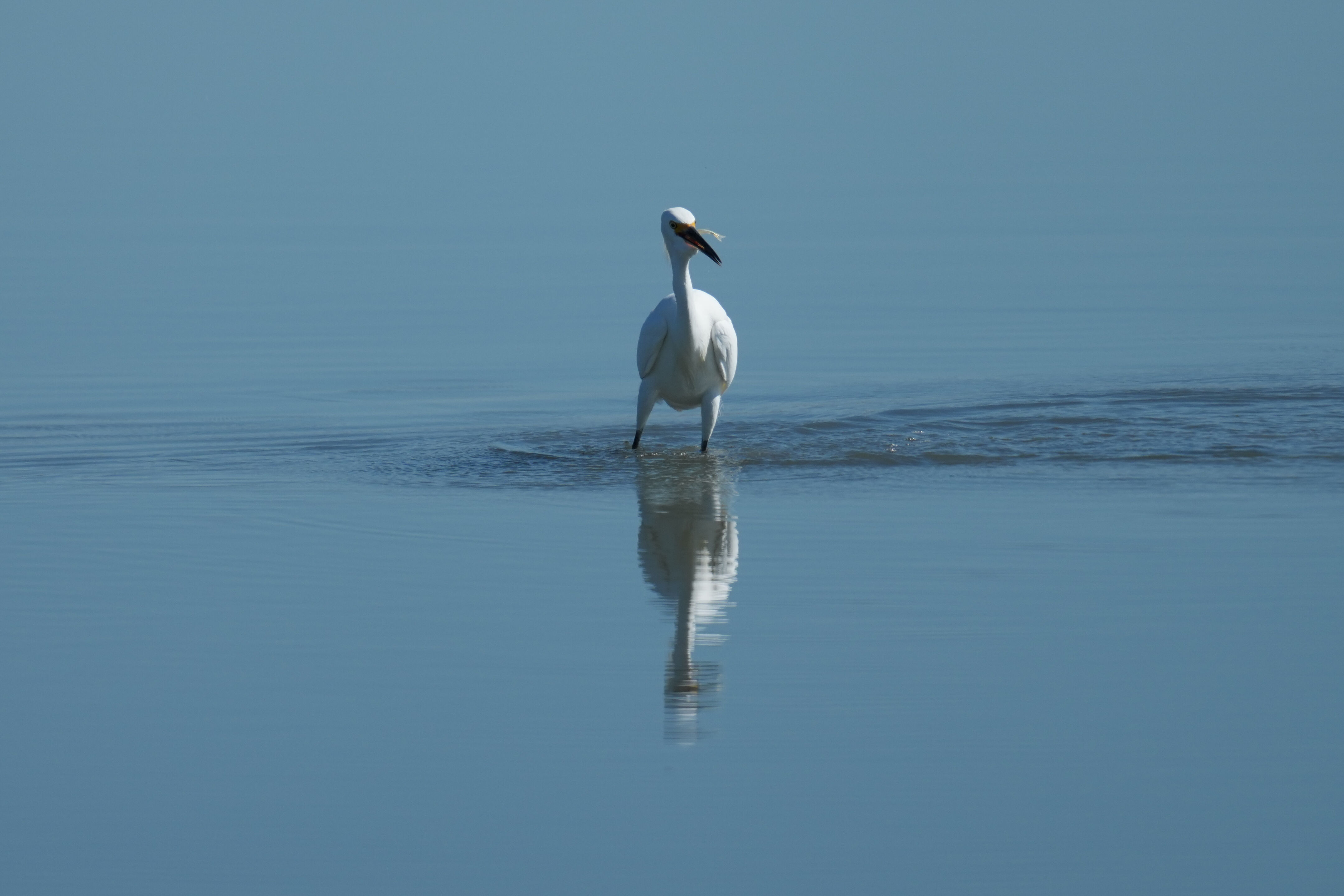 Snowy Egret Catching Fish