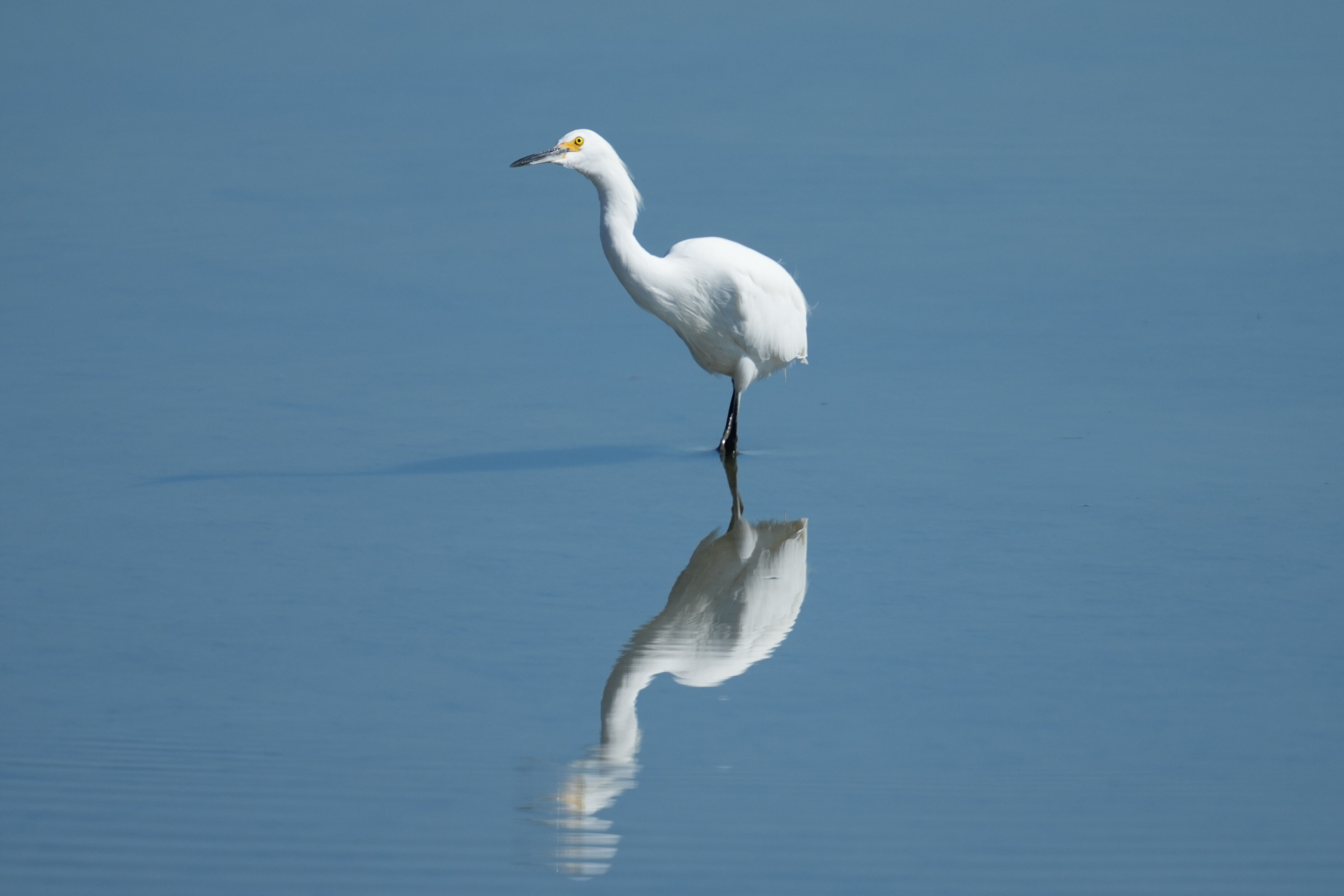 Snowy Egret