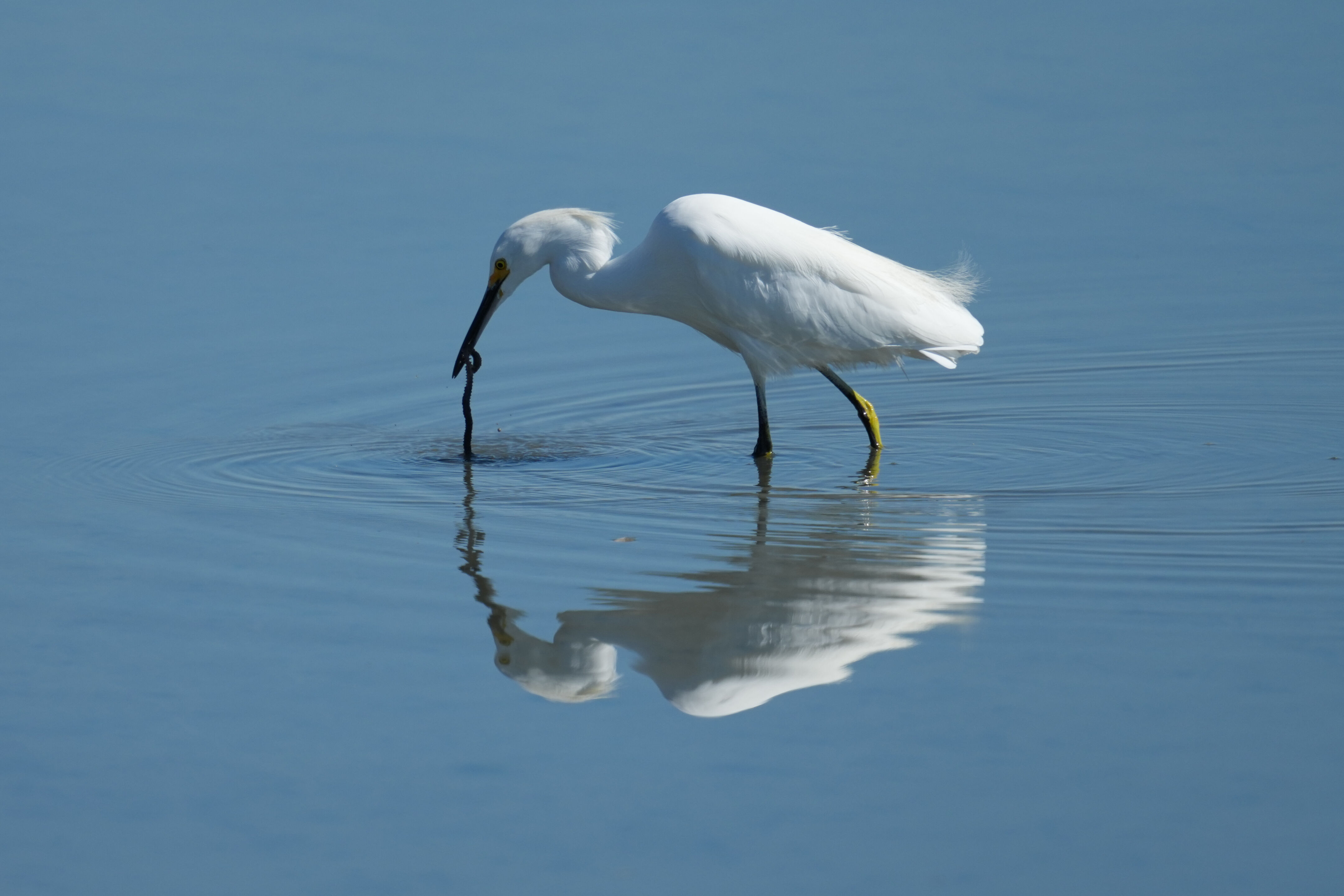 Snowy Egret Catching Lugworm