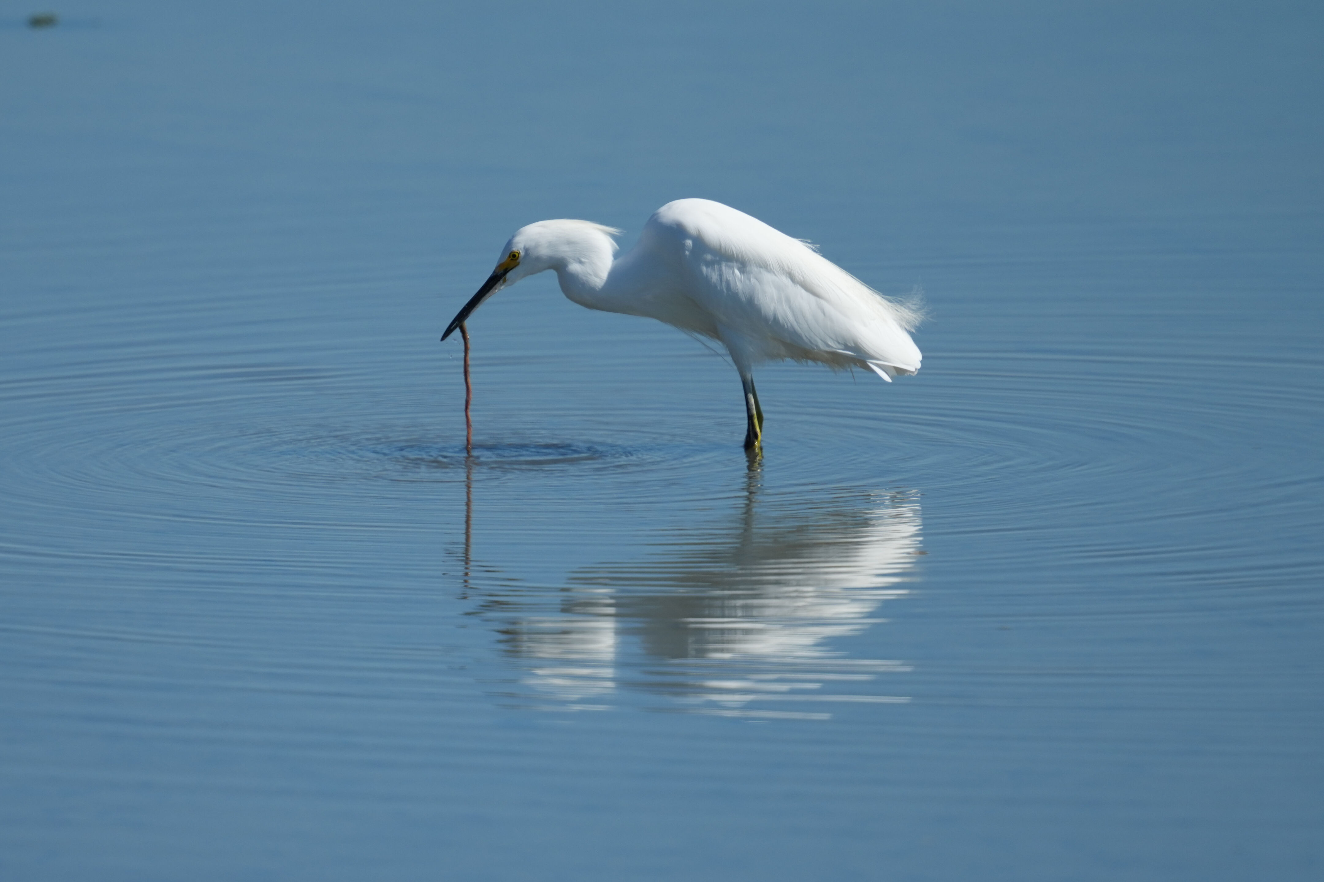 Snowy Egret Catching Lugworm