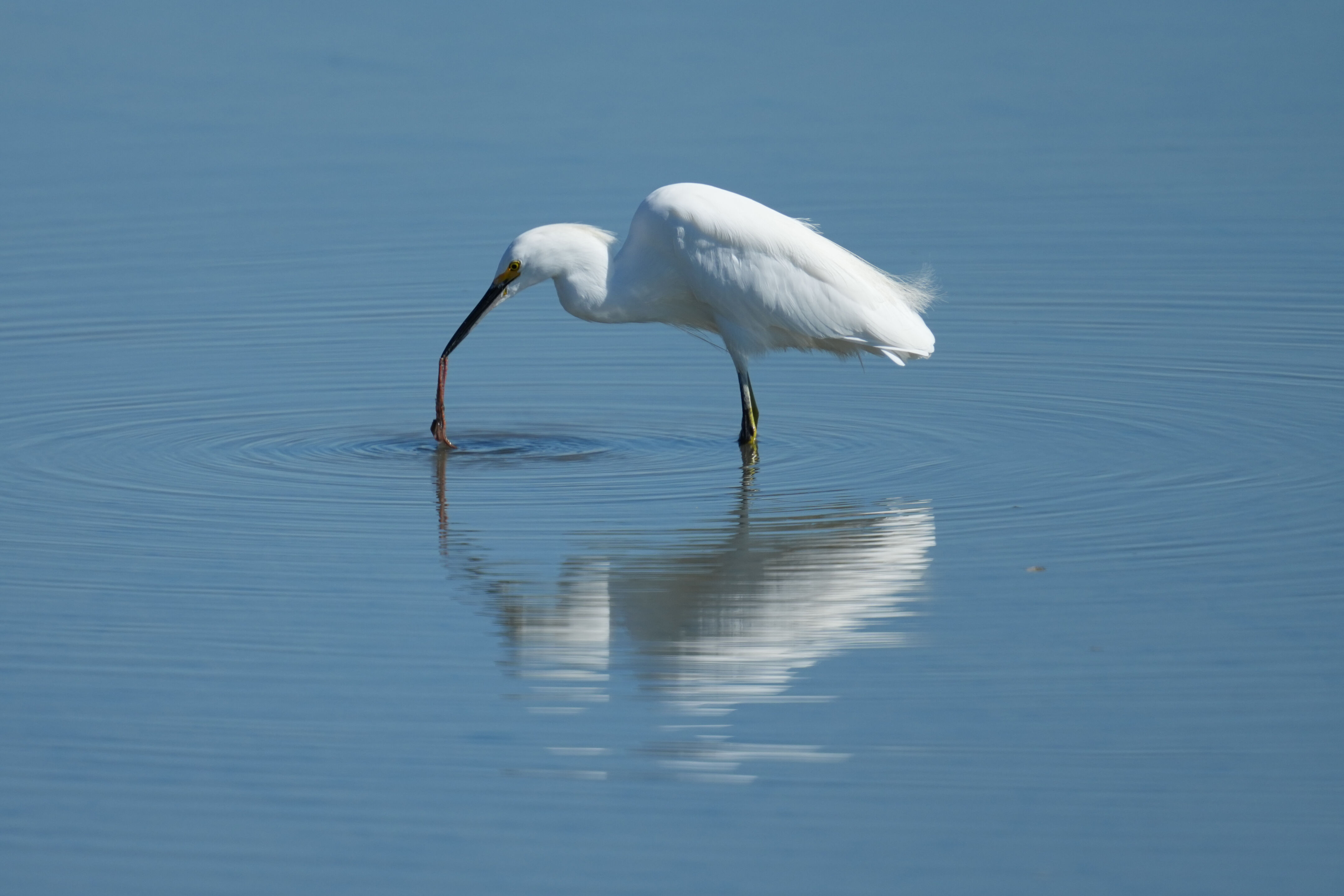 Snowy Egret Catching Lugworm