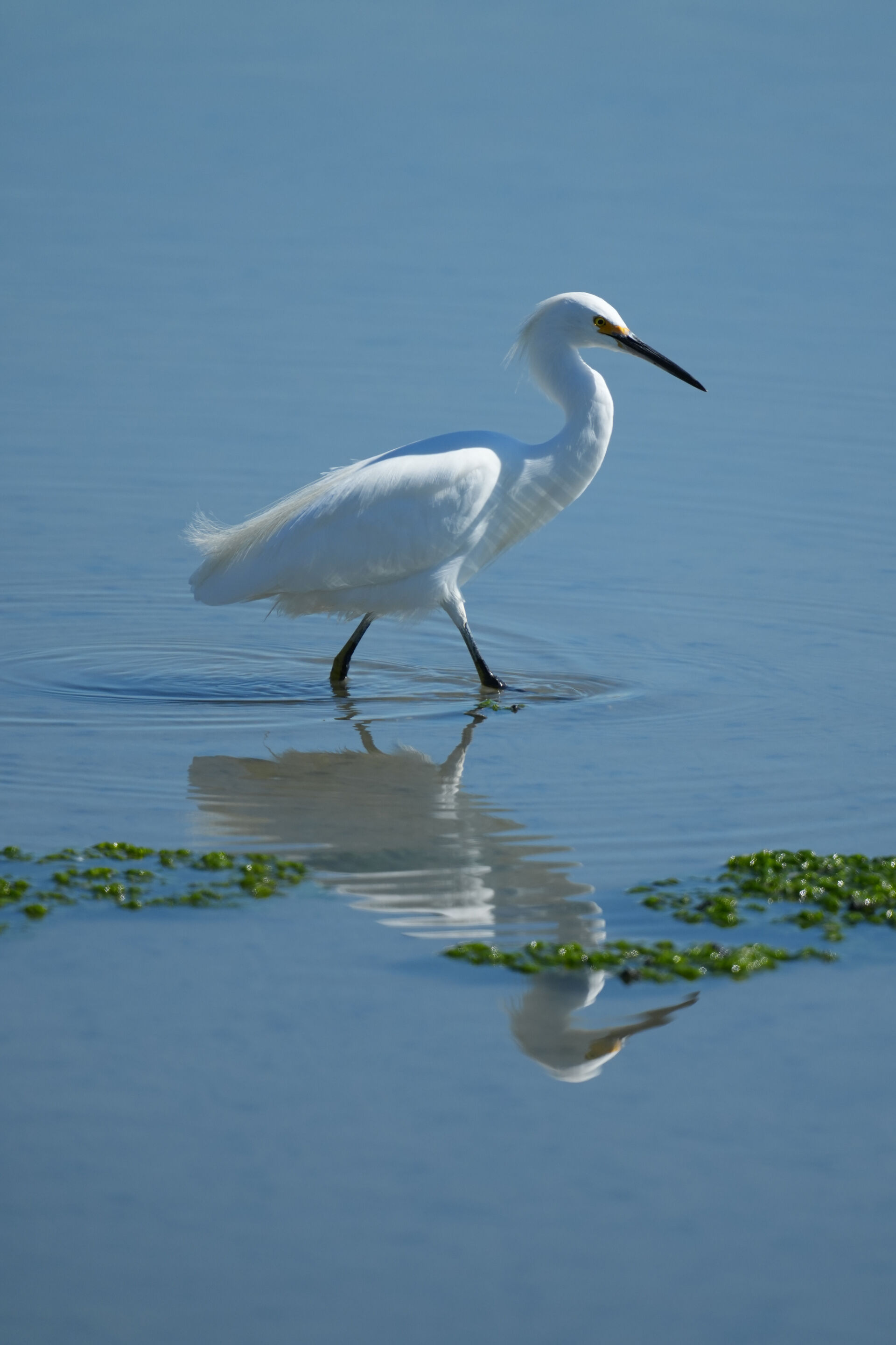 Snowy Egret