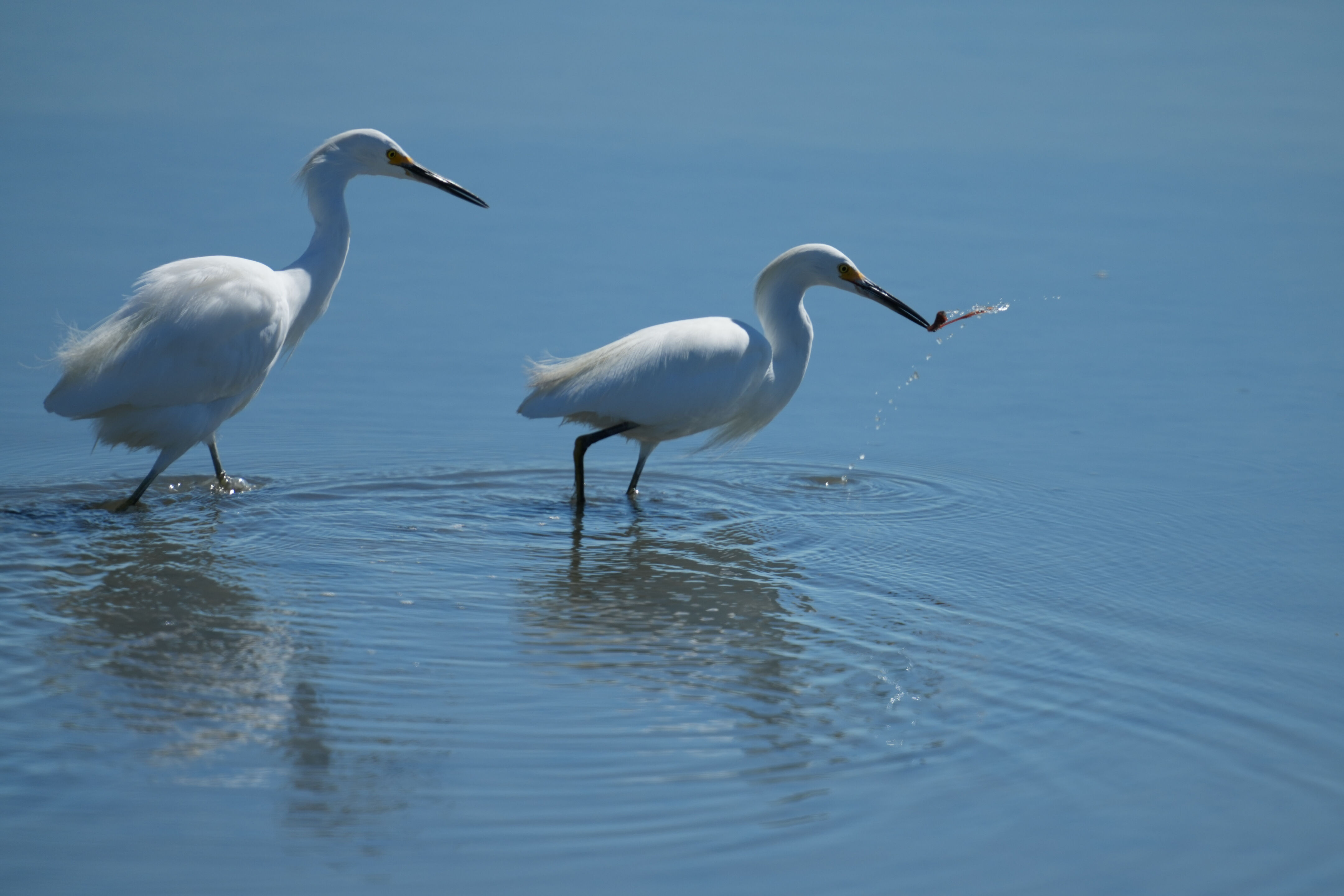 Snowy Egret Catching Lugworm