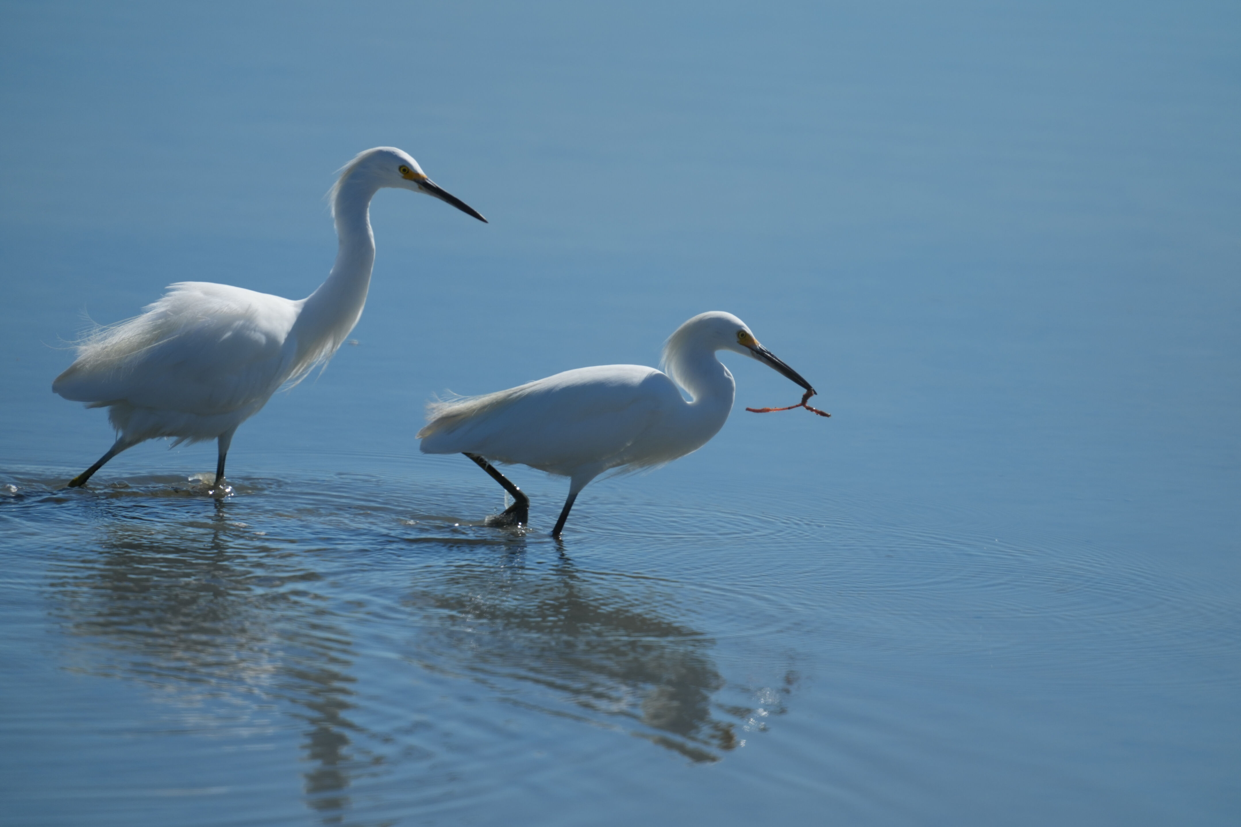 Snowy Egret Catching Lugworm