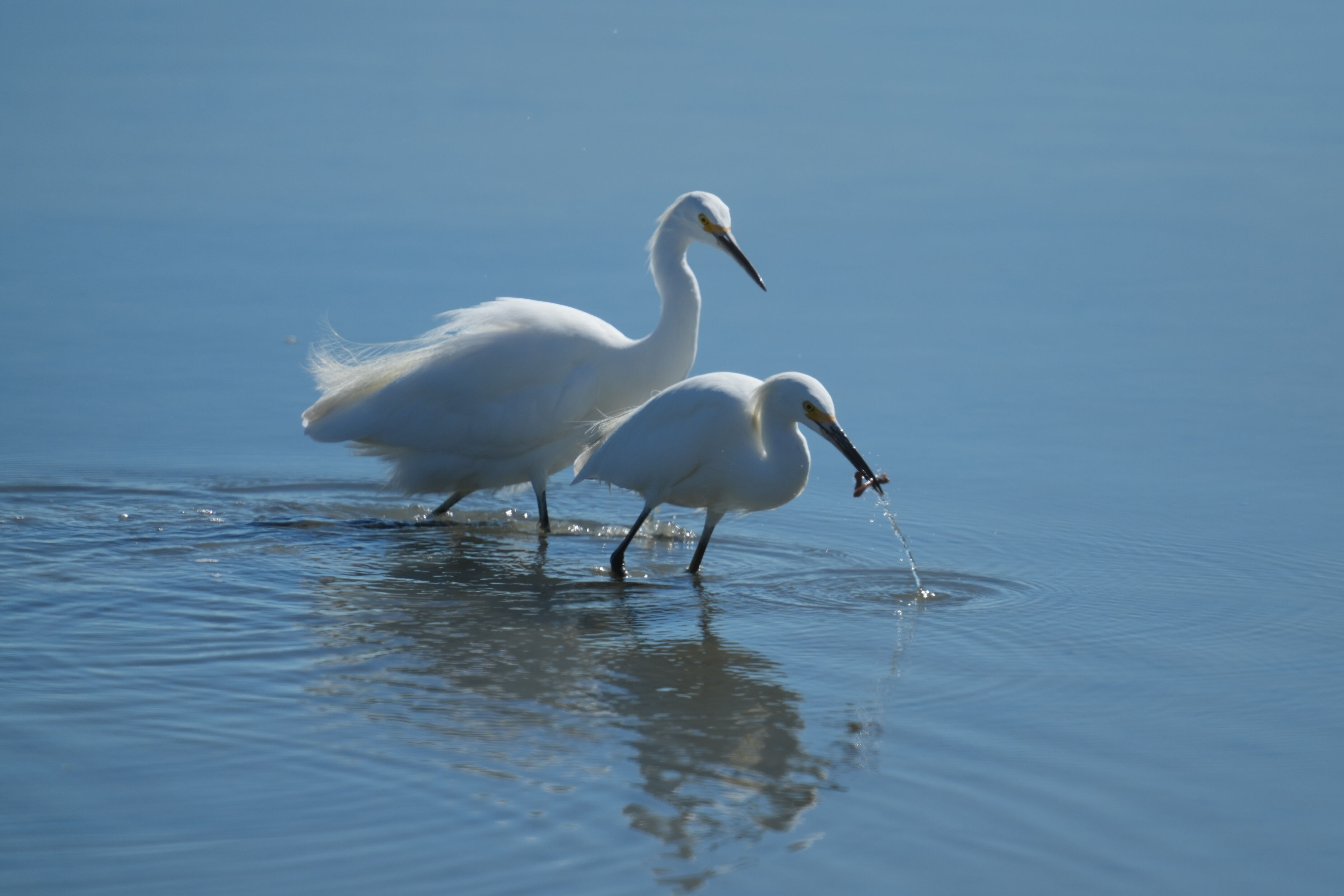 Snowy Egret Catching Lugworm