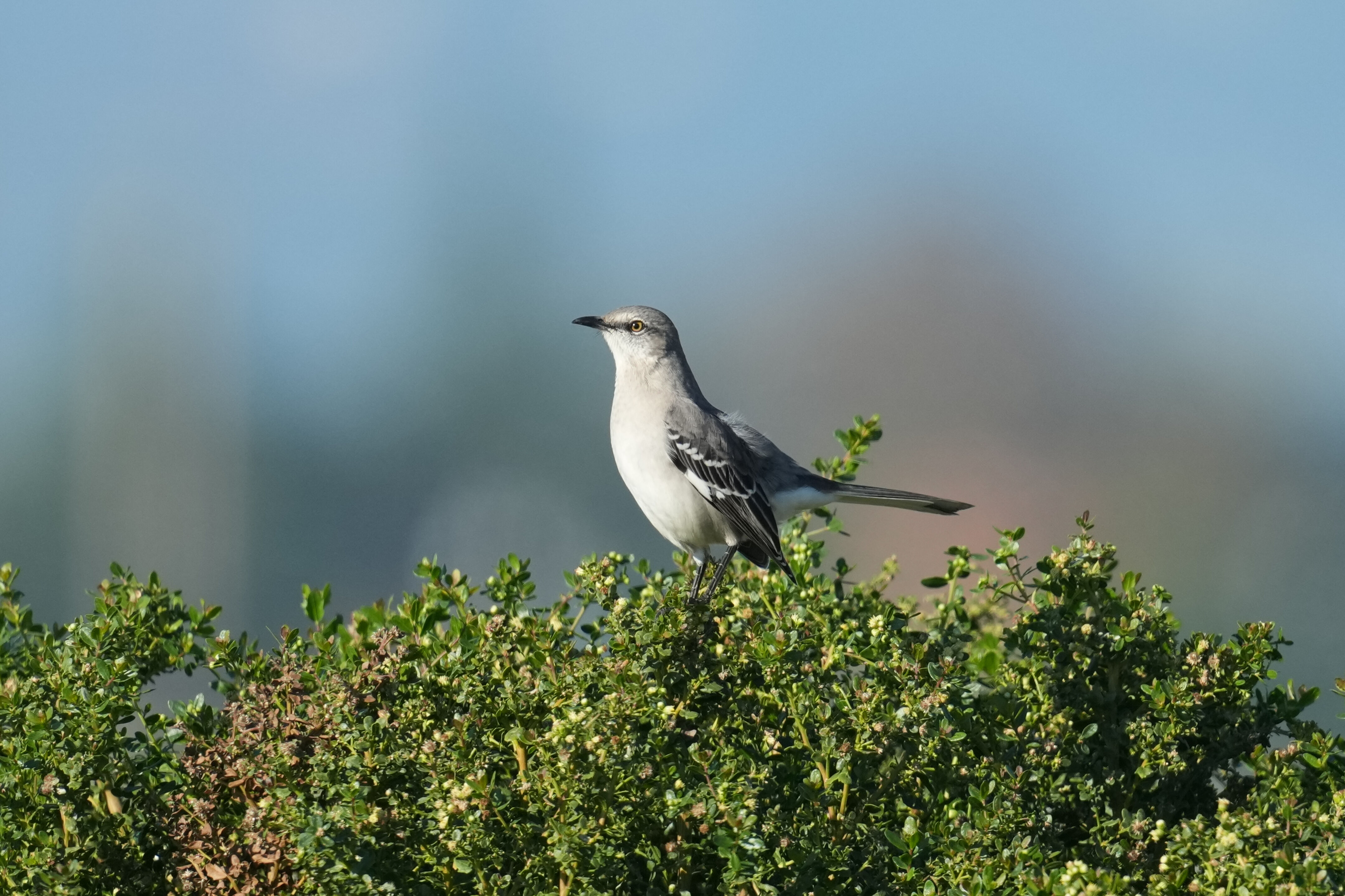 Northern Mockingbird