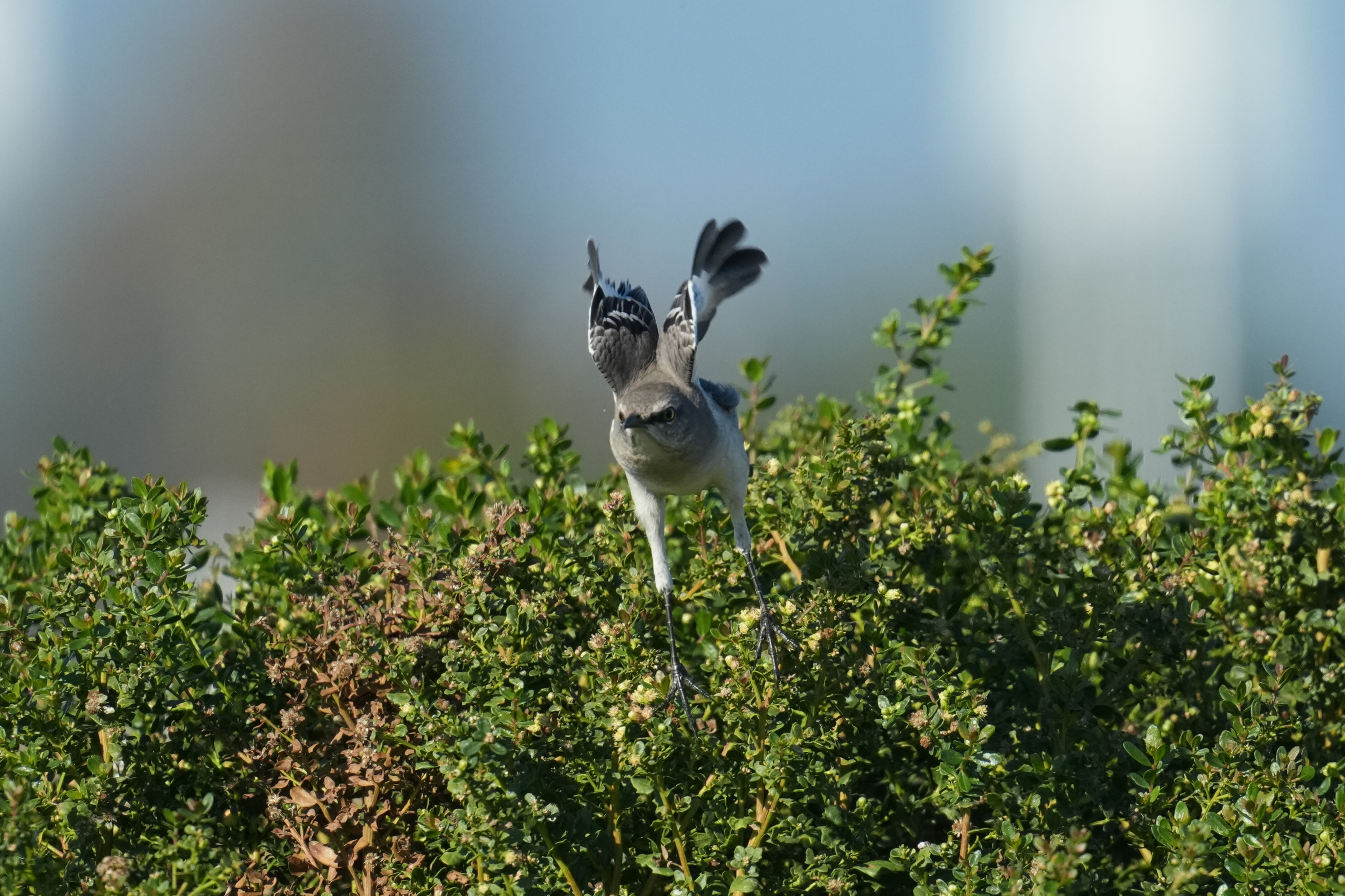 Northern Mockingbird