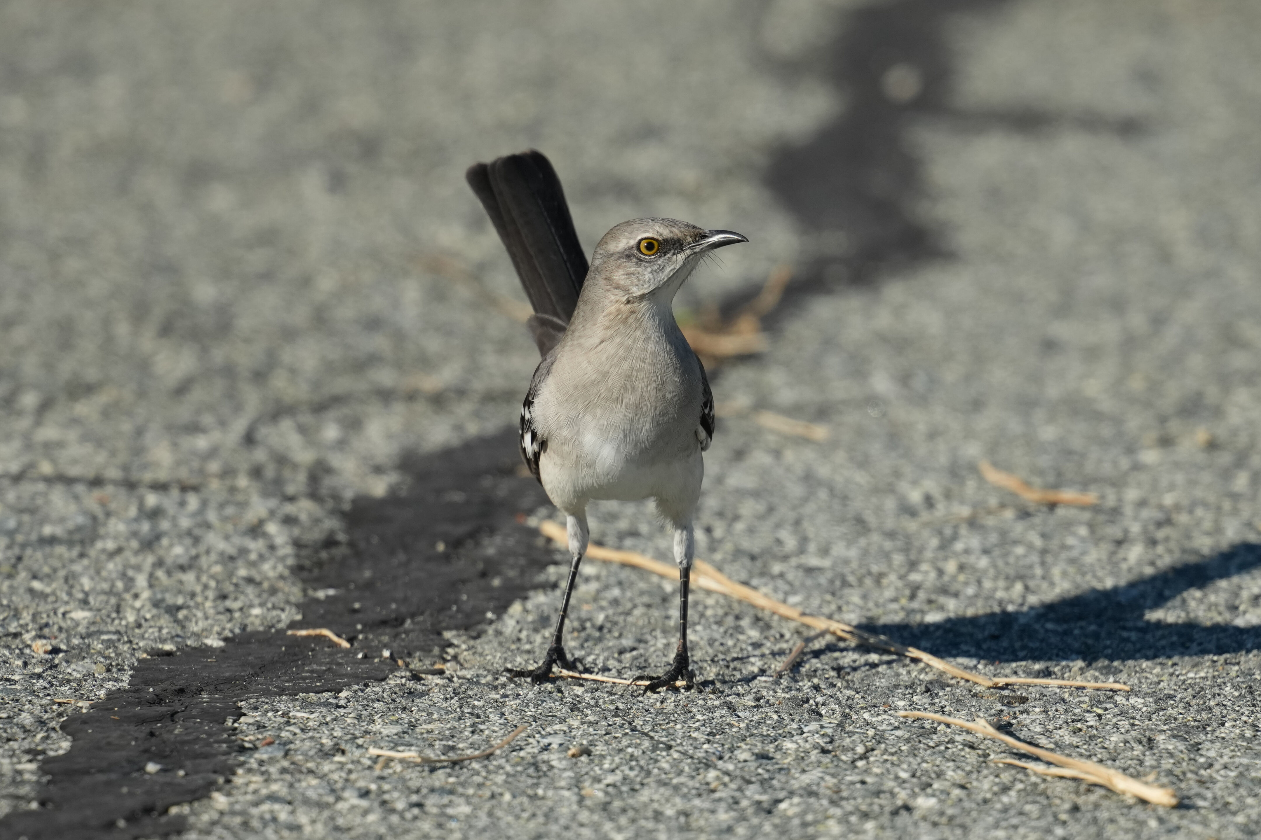 Northern Mockingbird