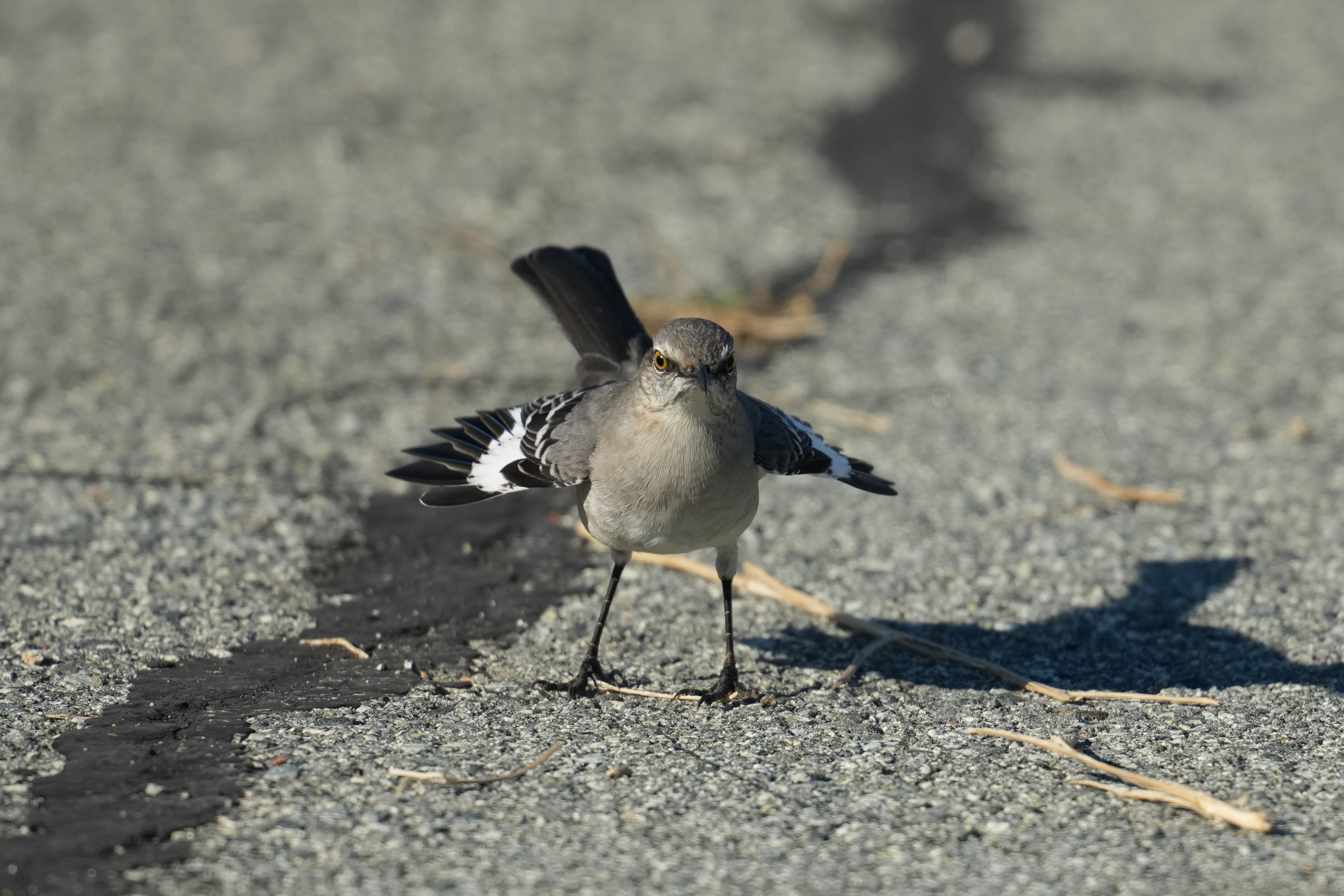 Northern Mockingbird