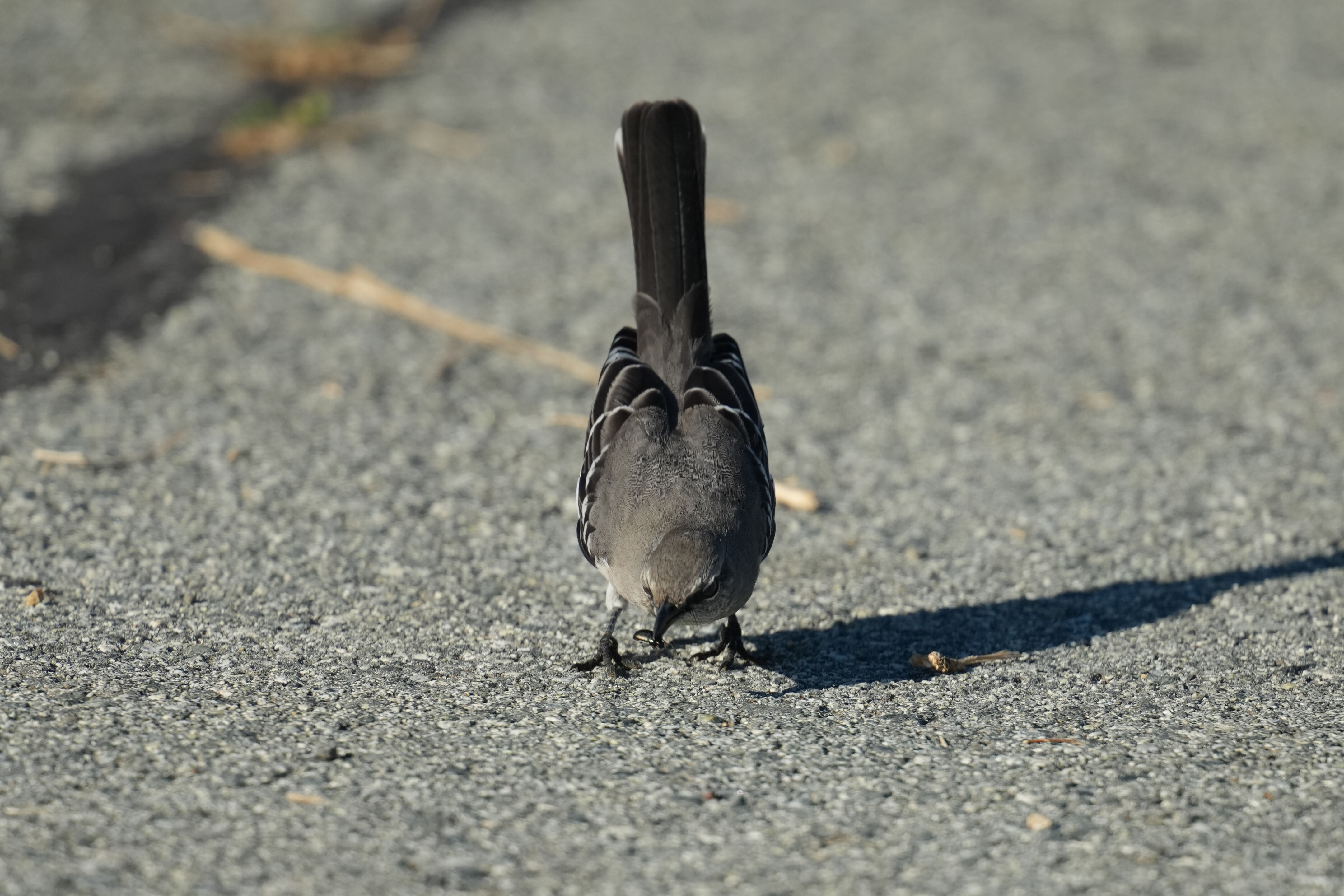 Northern Mockingbird