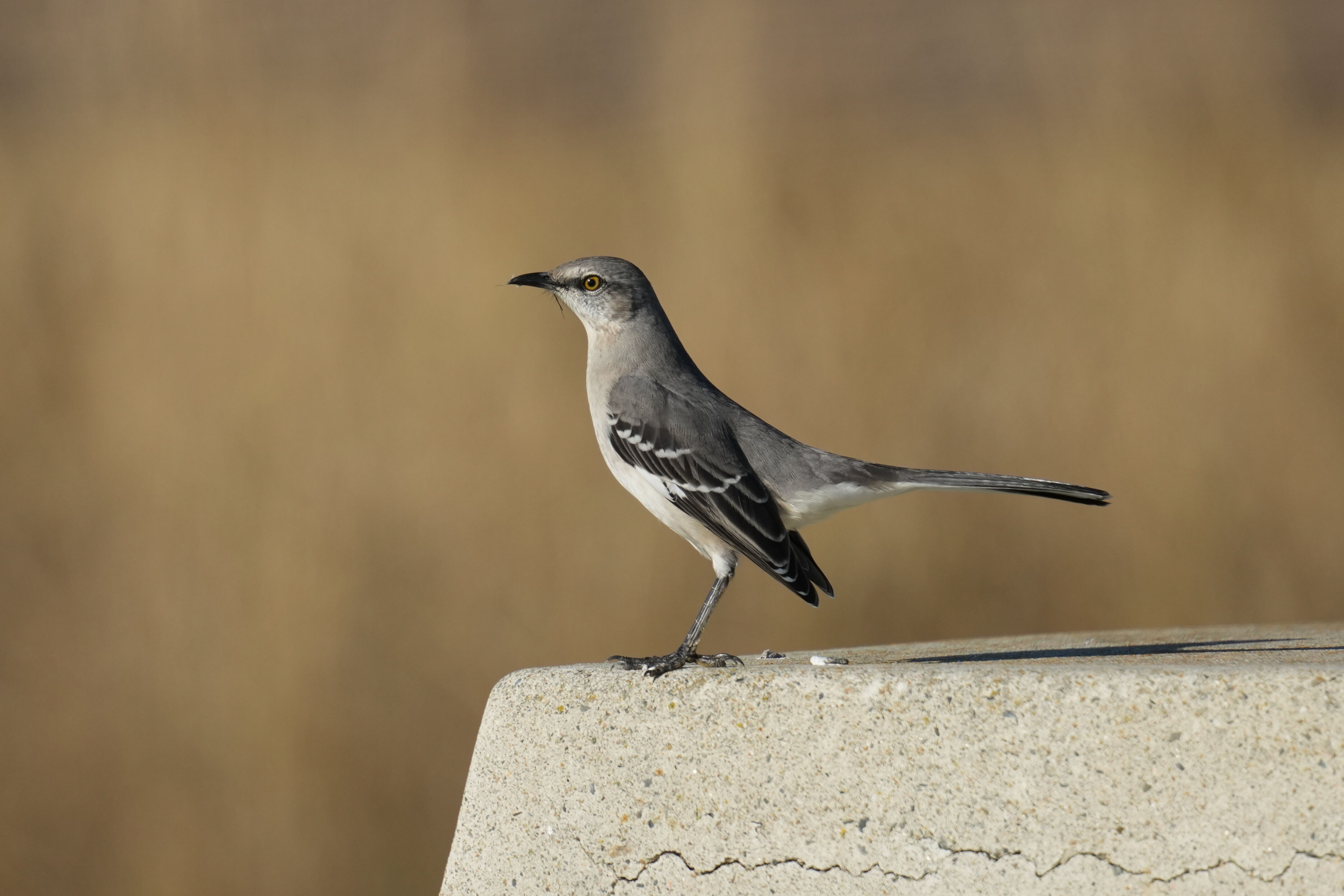 Northern Mockingbird