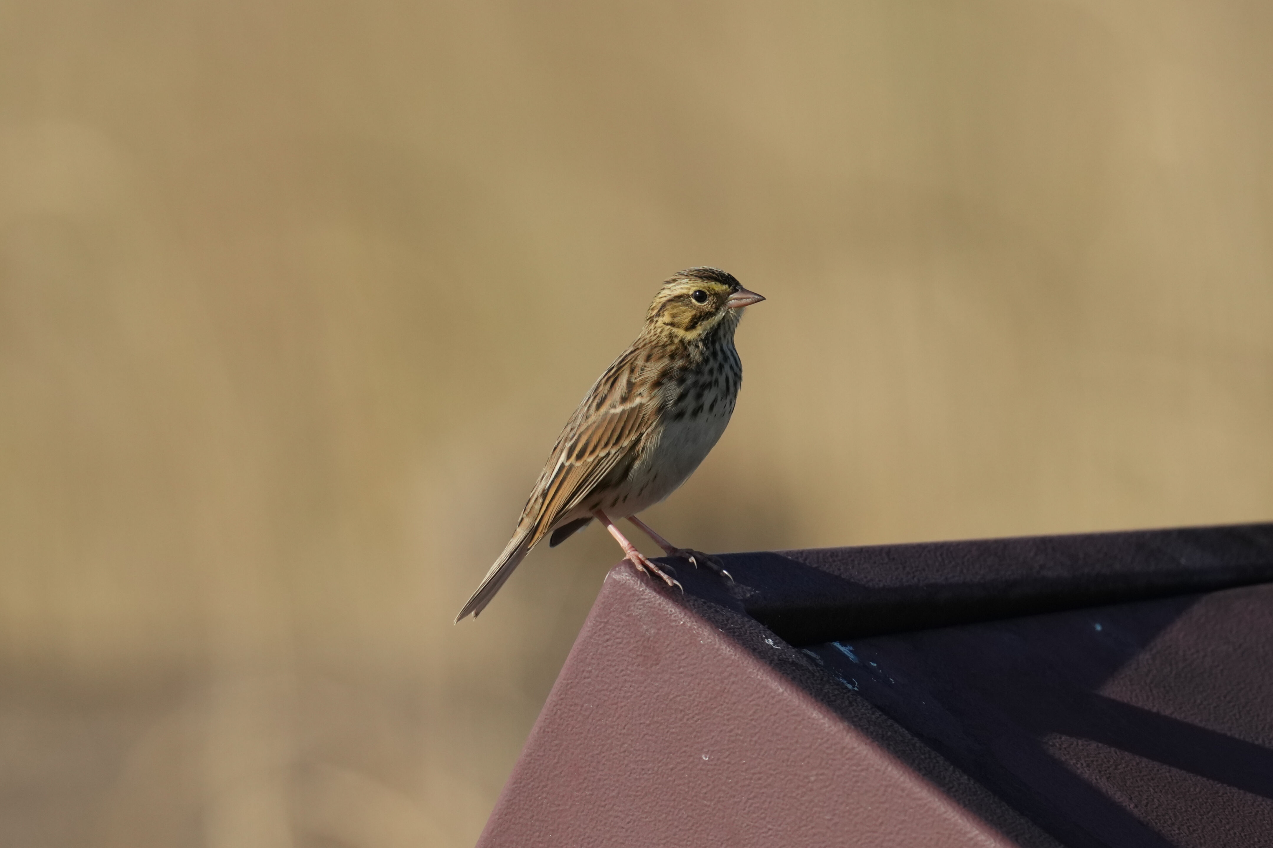 Savannah Sparrow