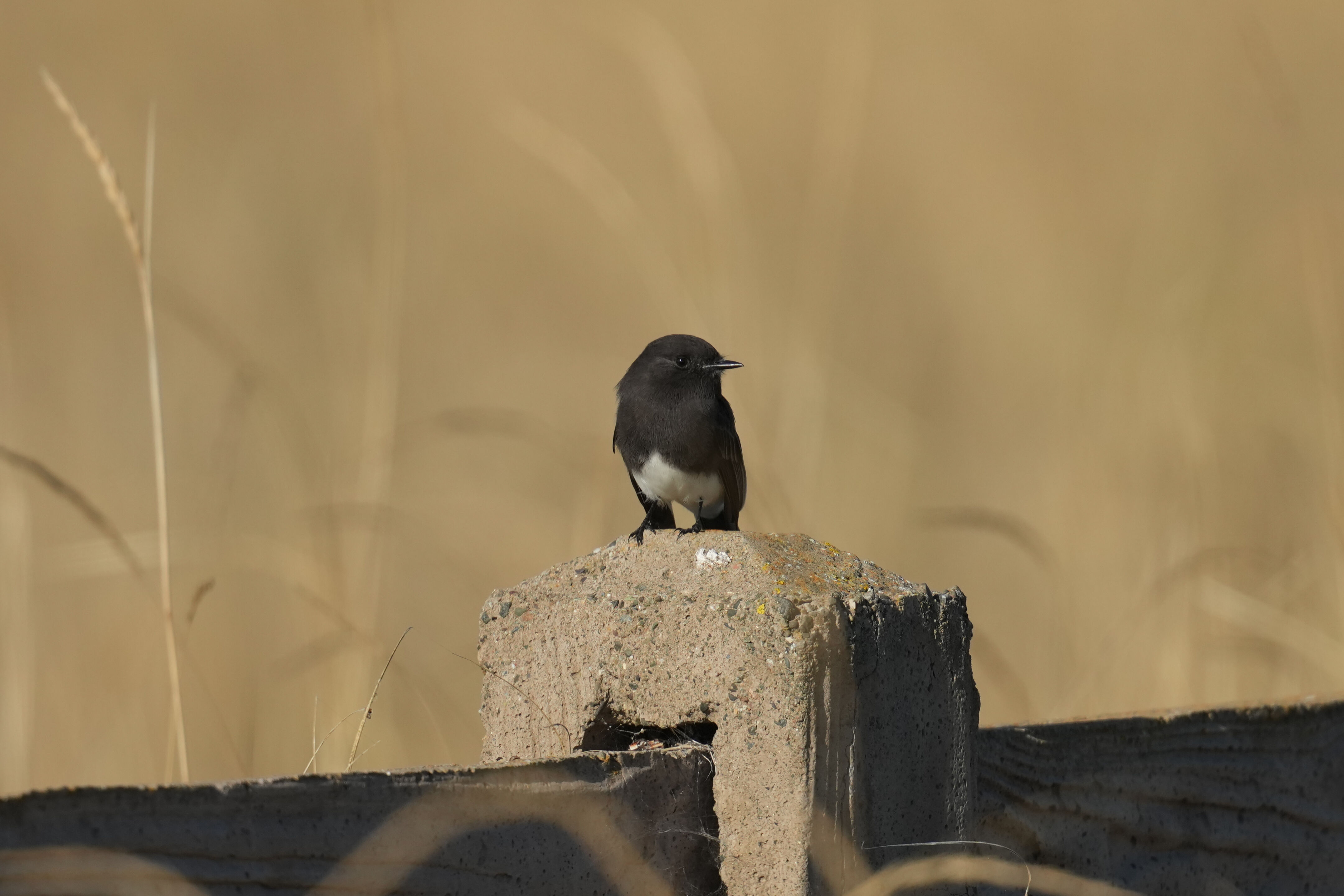 Black Phoebe