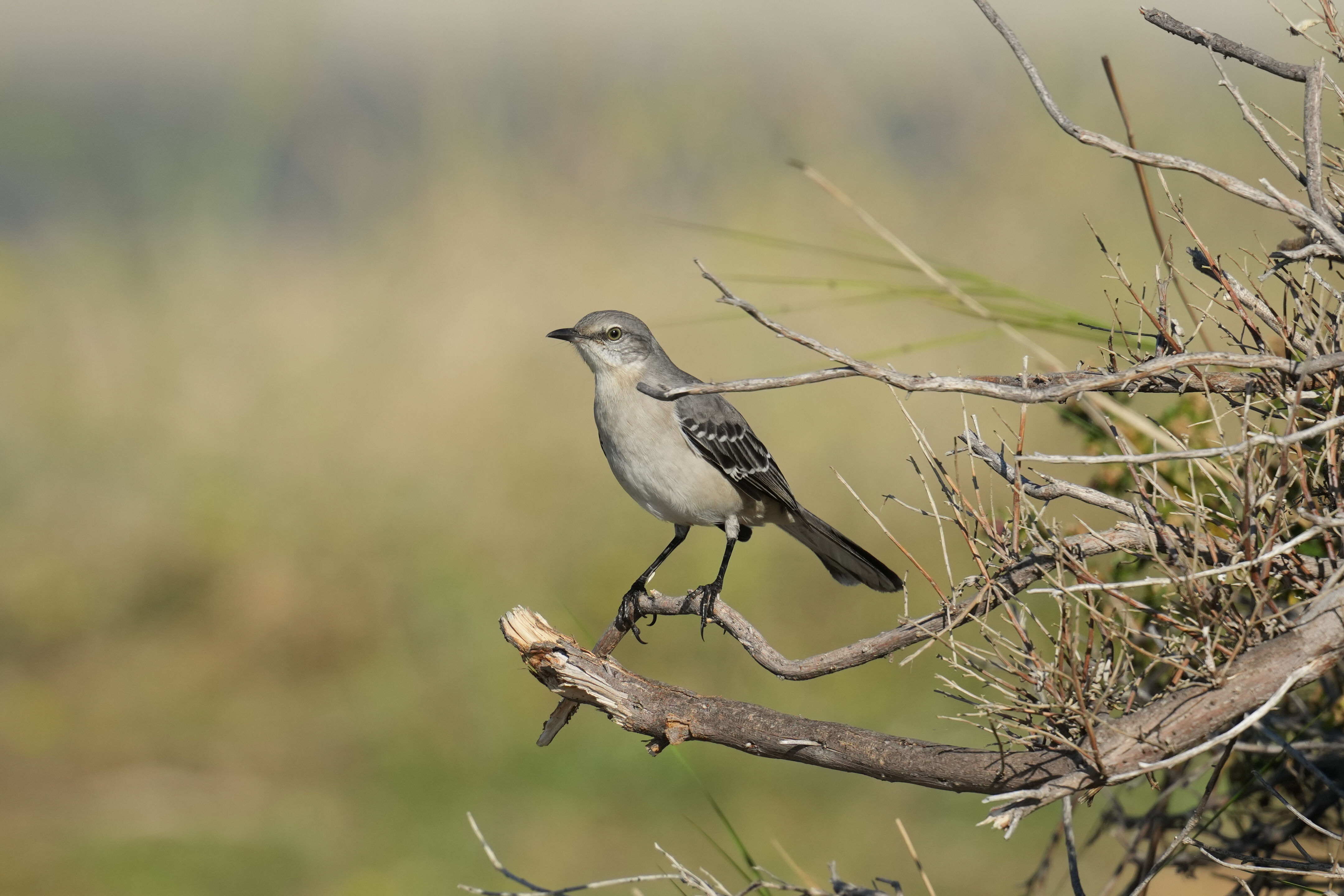 Northern Mockingbird