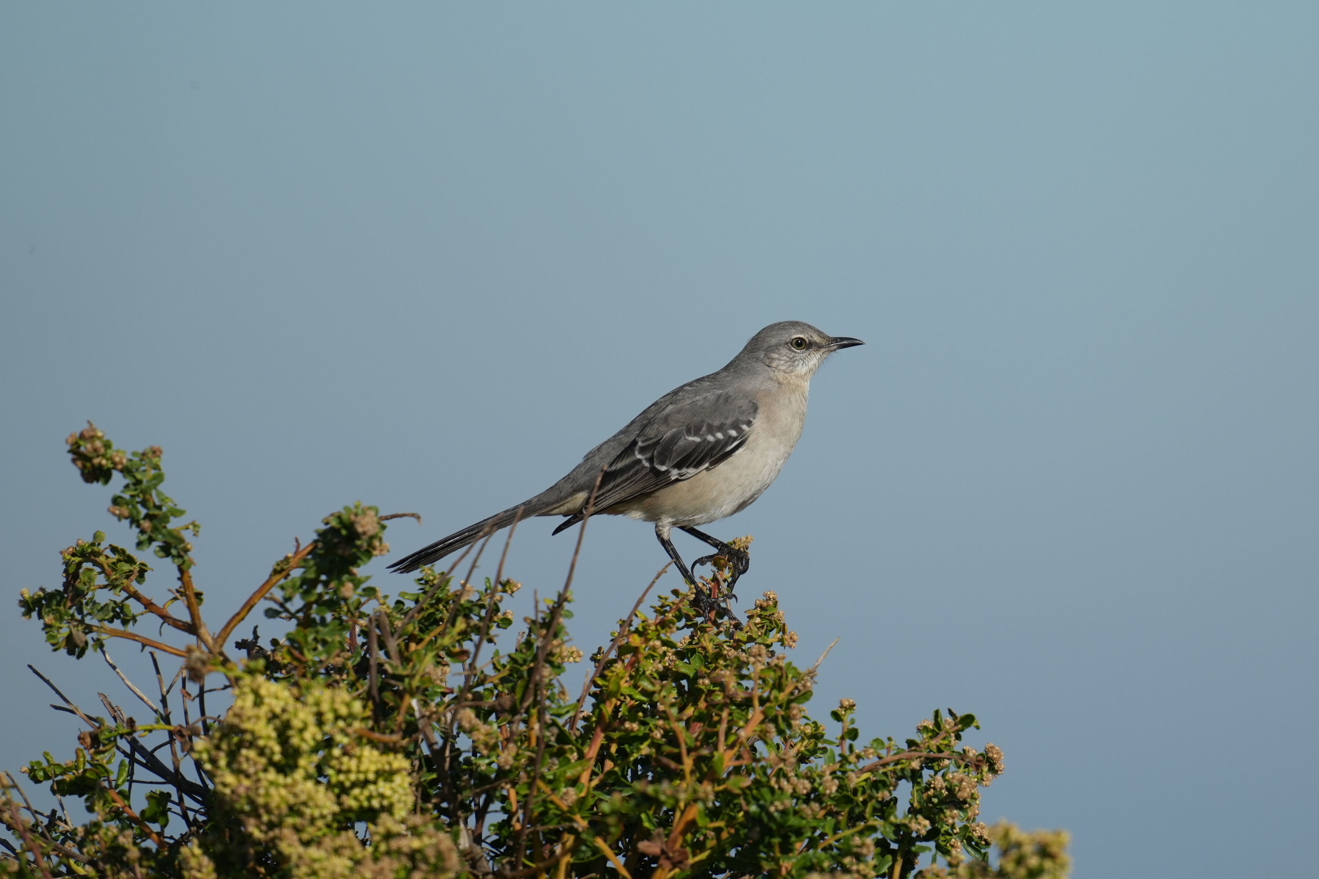 Northern Mockingbird