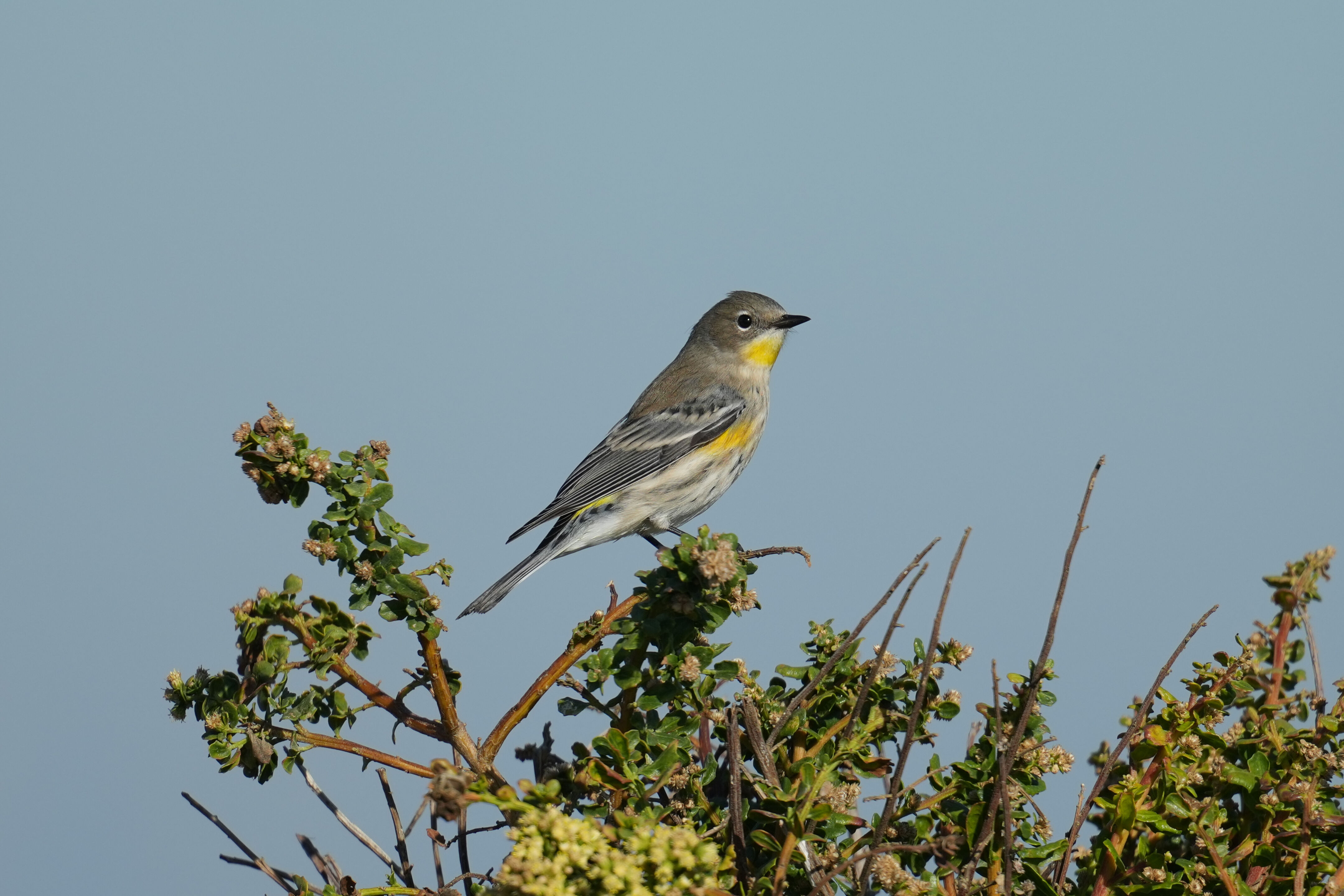 Audubon’s Warbler