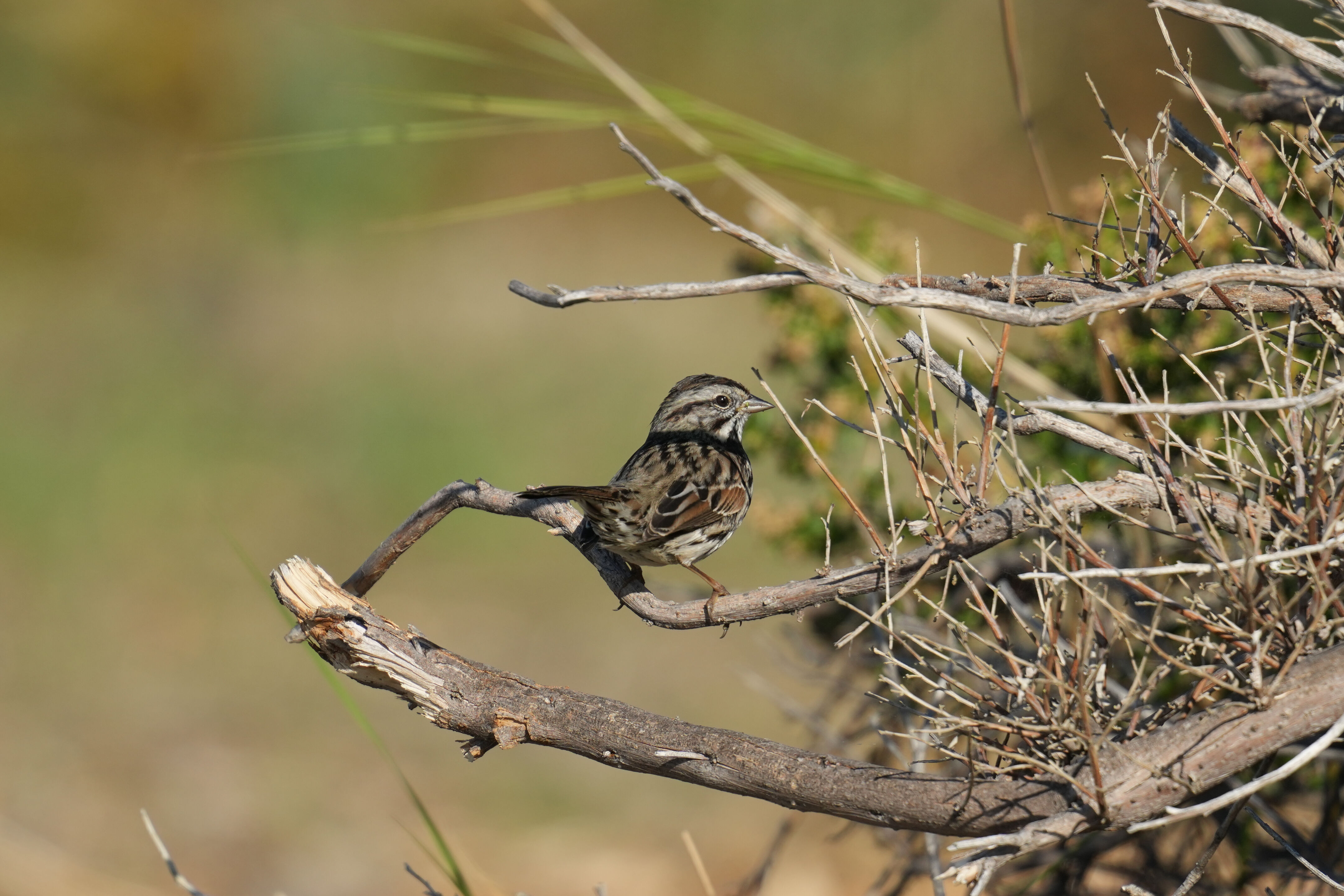 Song Sparrow