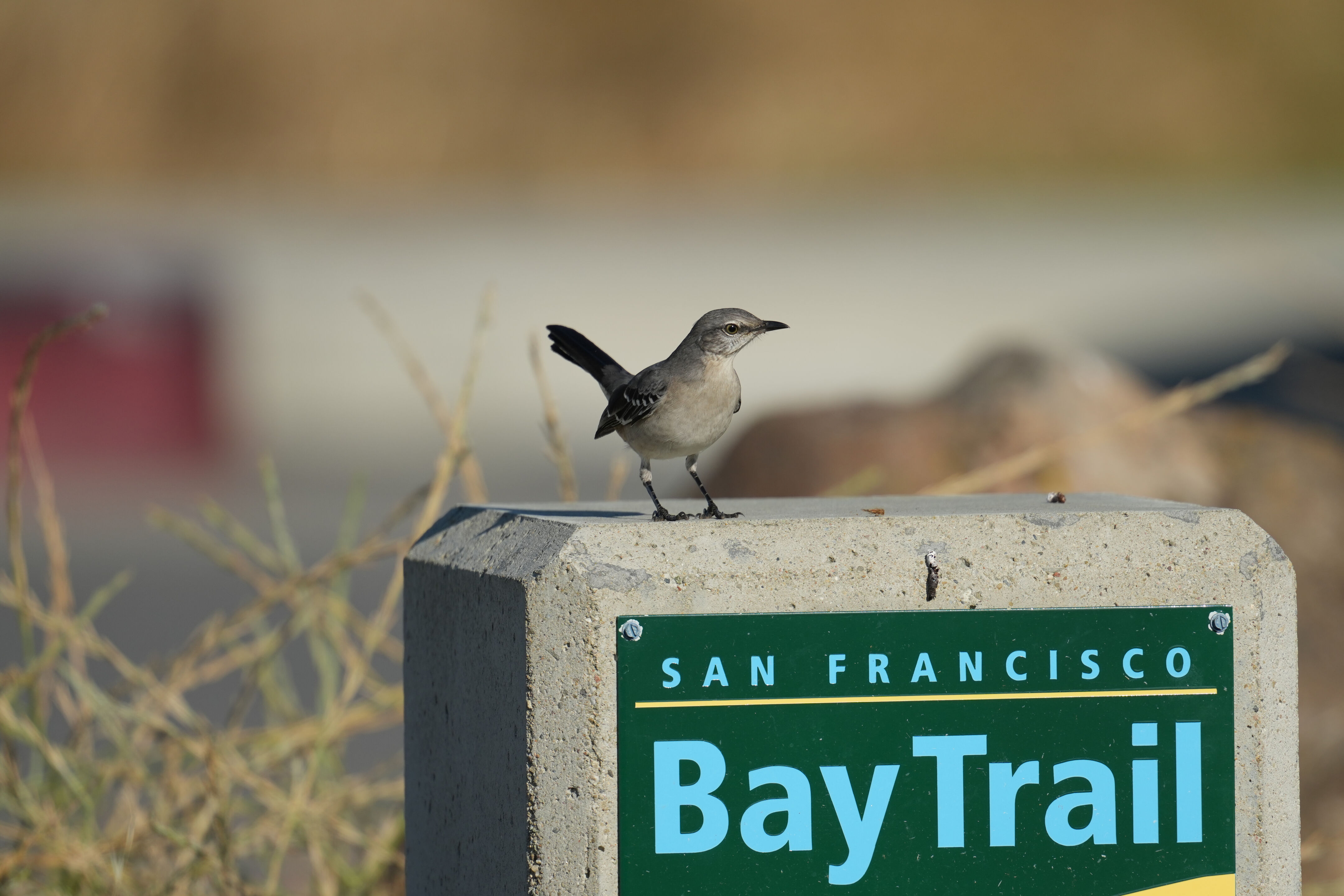 Northern Mockingbird