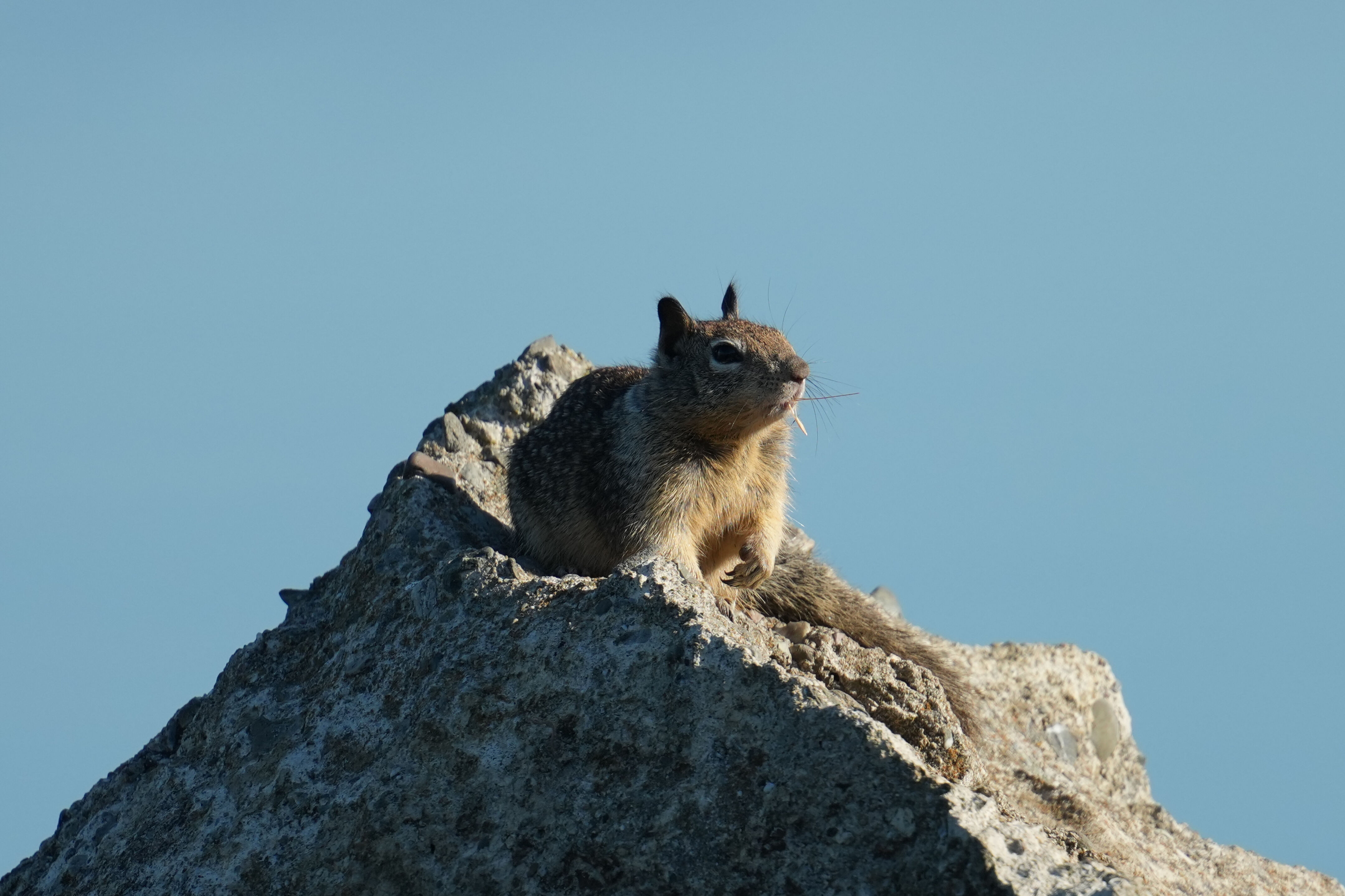 California Ground Squirrel