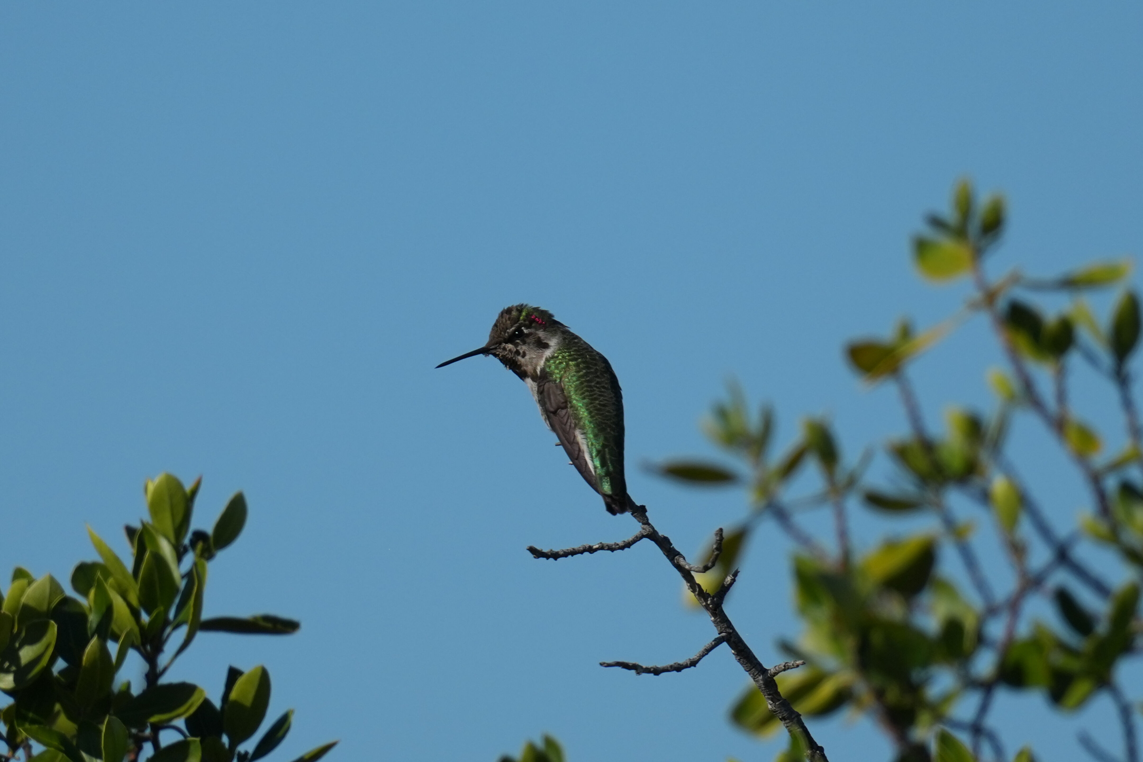 Anna’s Hummingbird