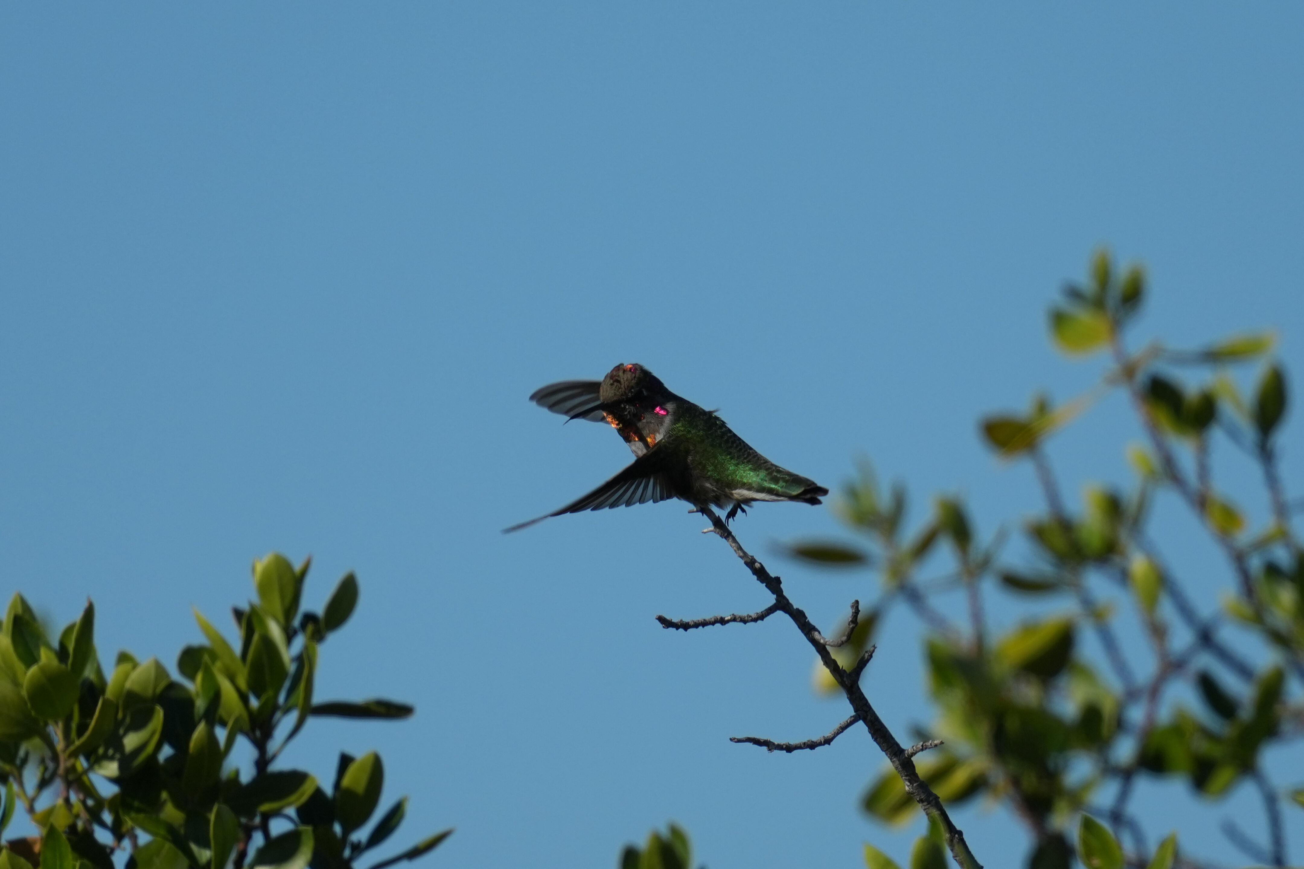 Anna’s Hummingbird