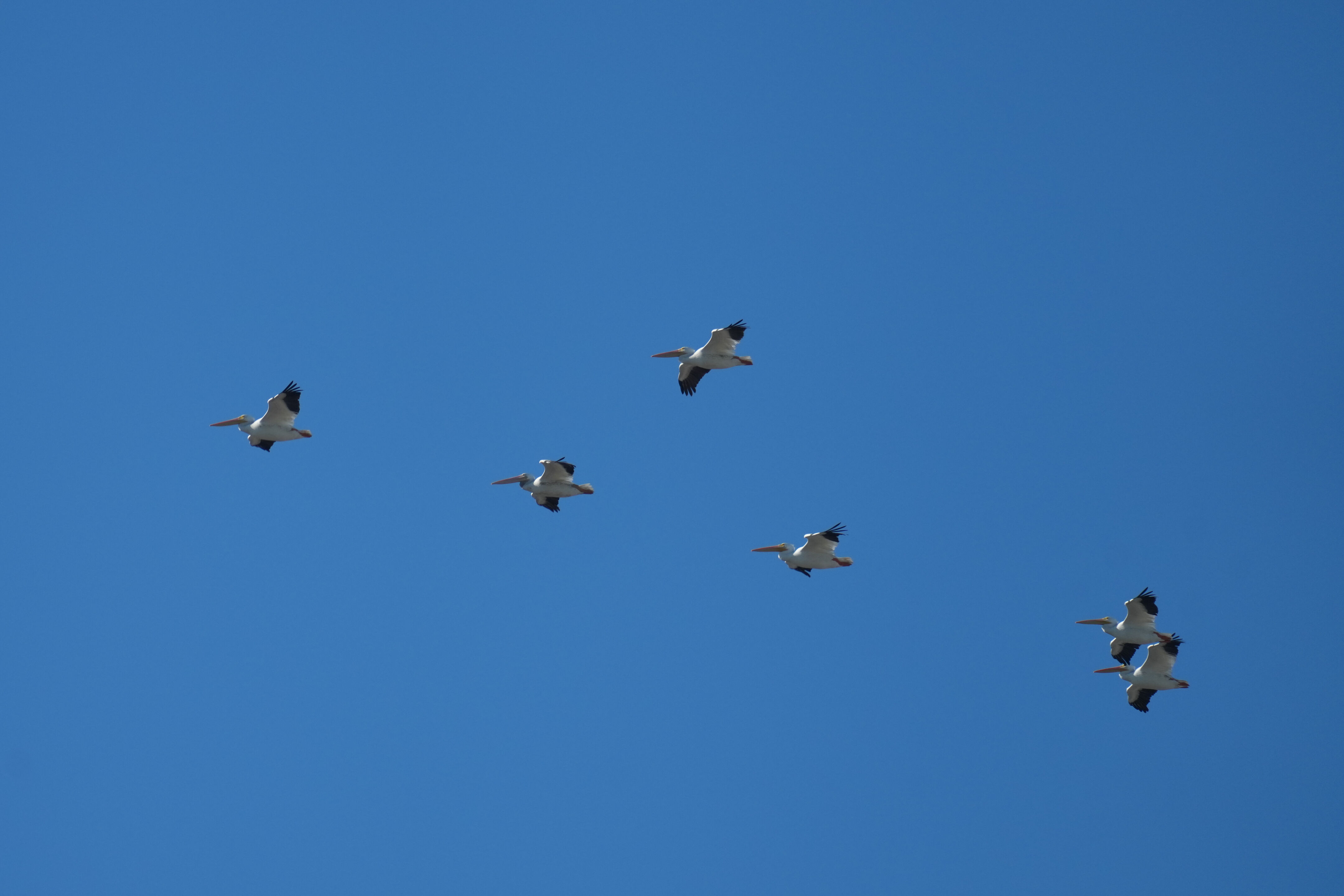 American White Pelican