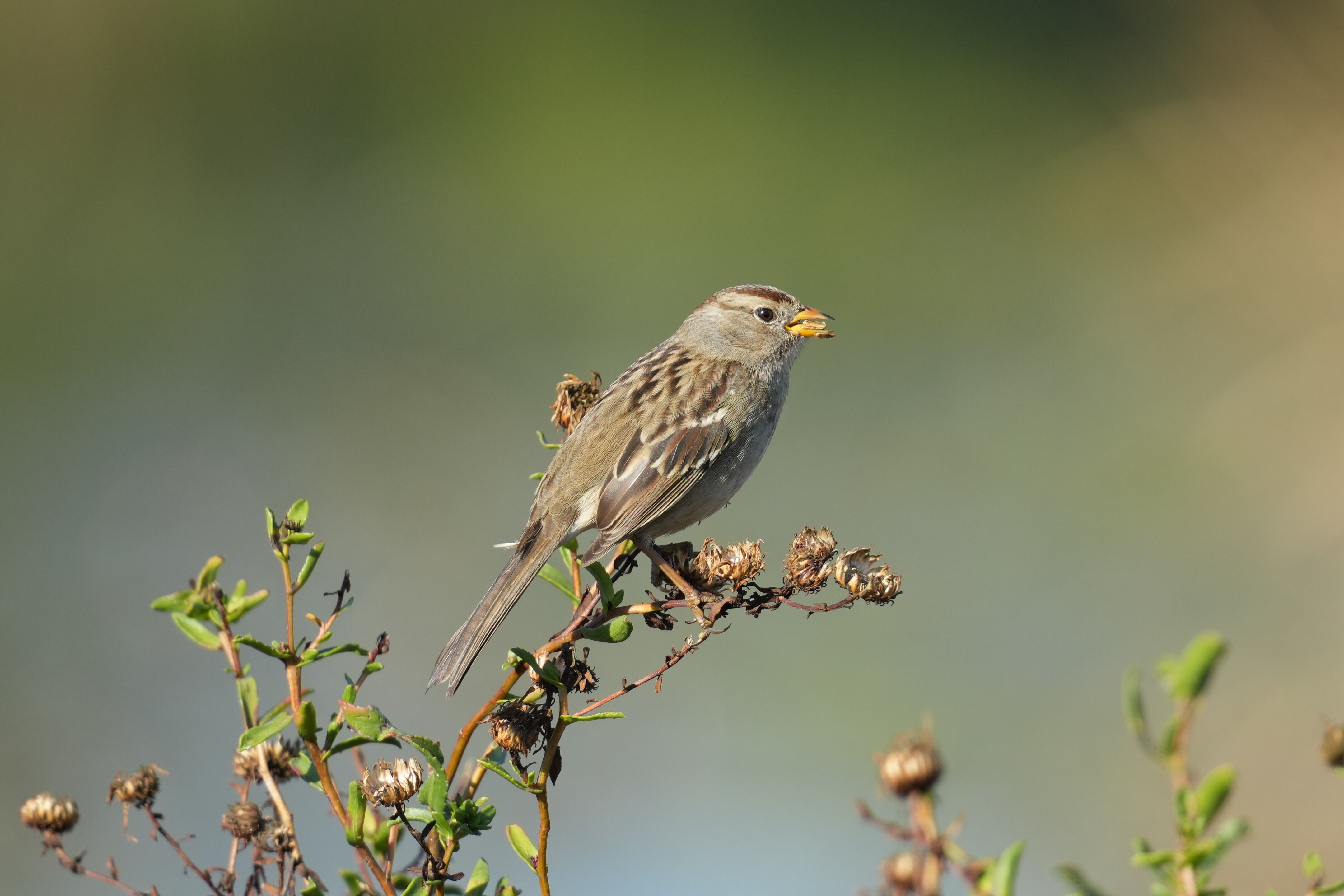 White-Crowned Sparrow