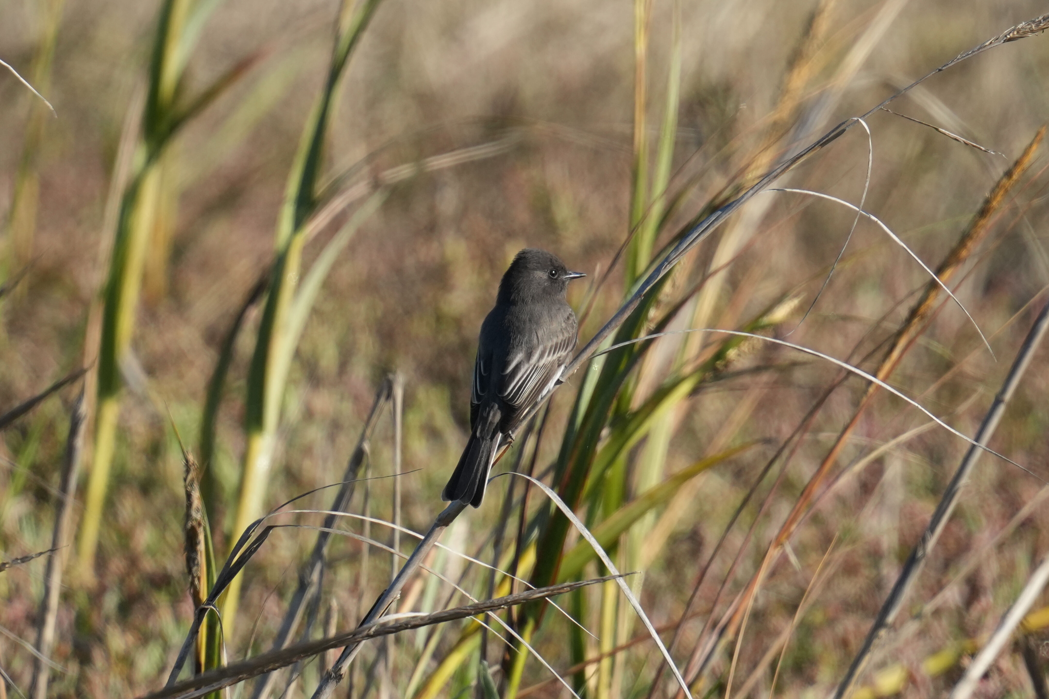 Black Phoebe