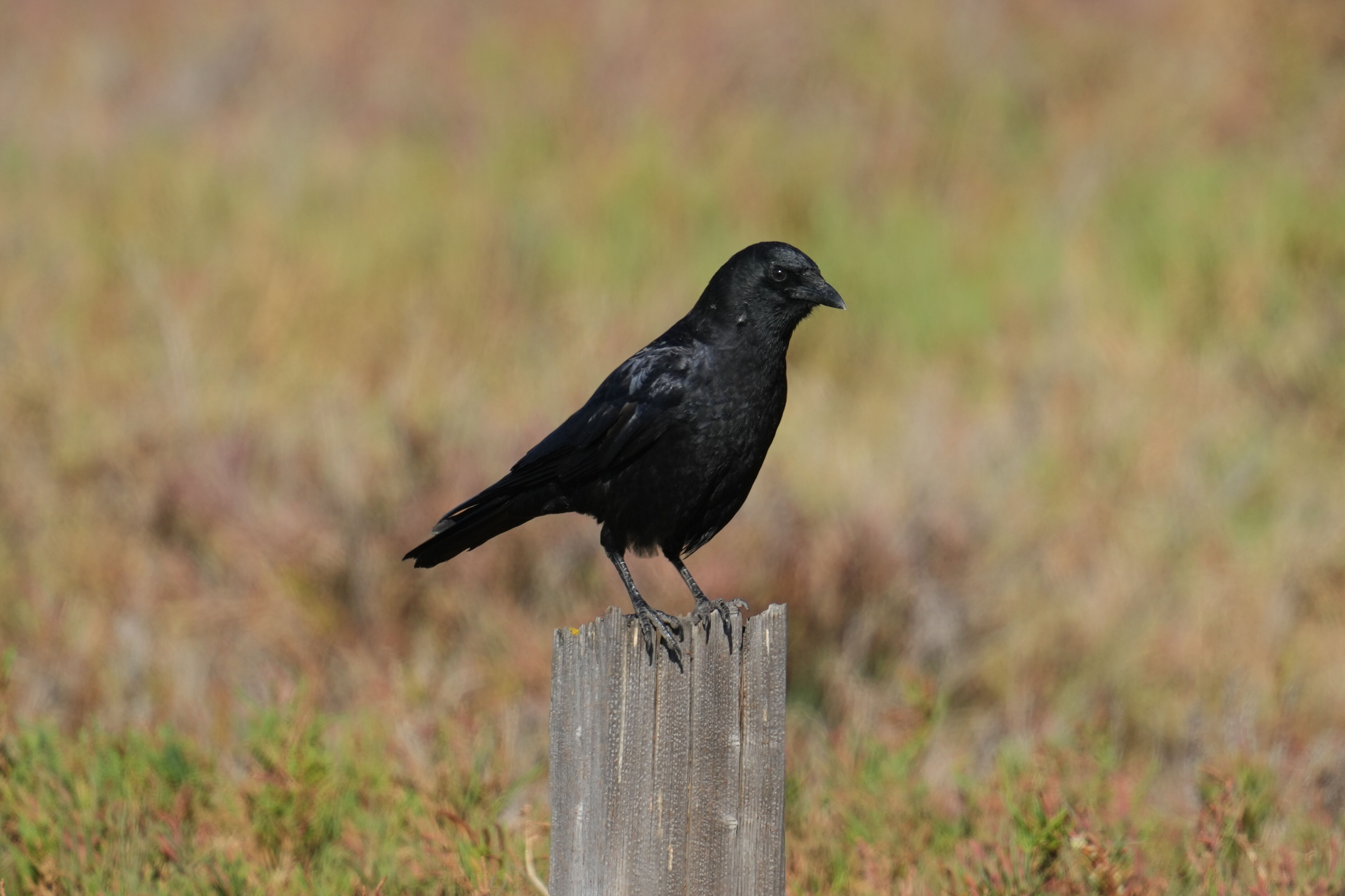 American Crow