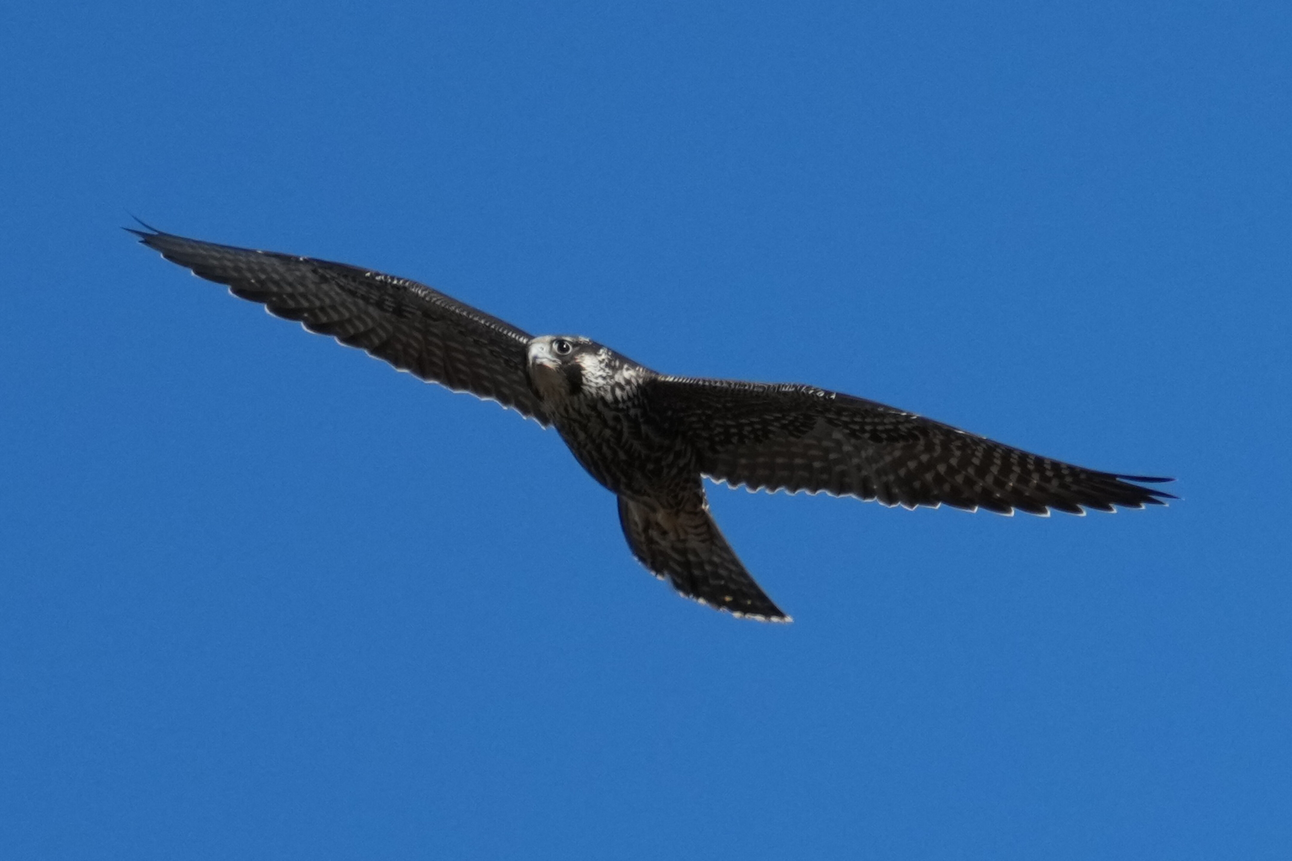 Peregrine Falcon