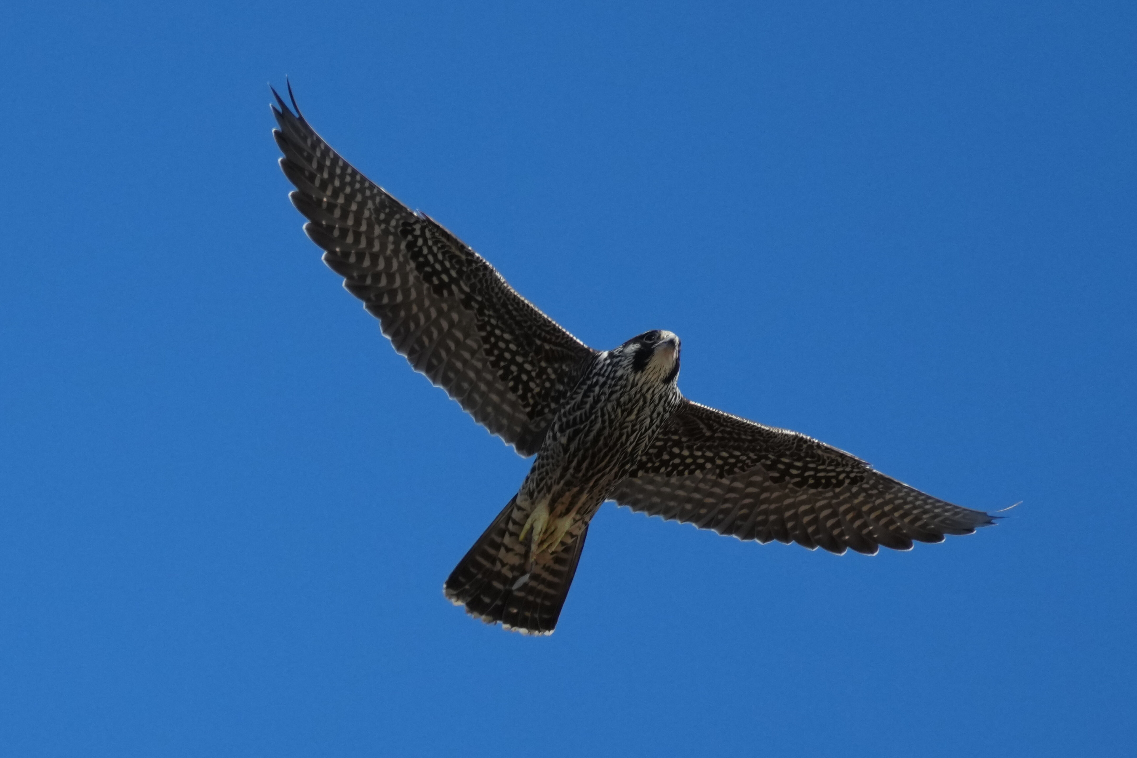 Peregrine Falcon