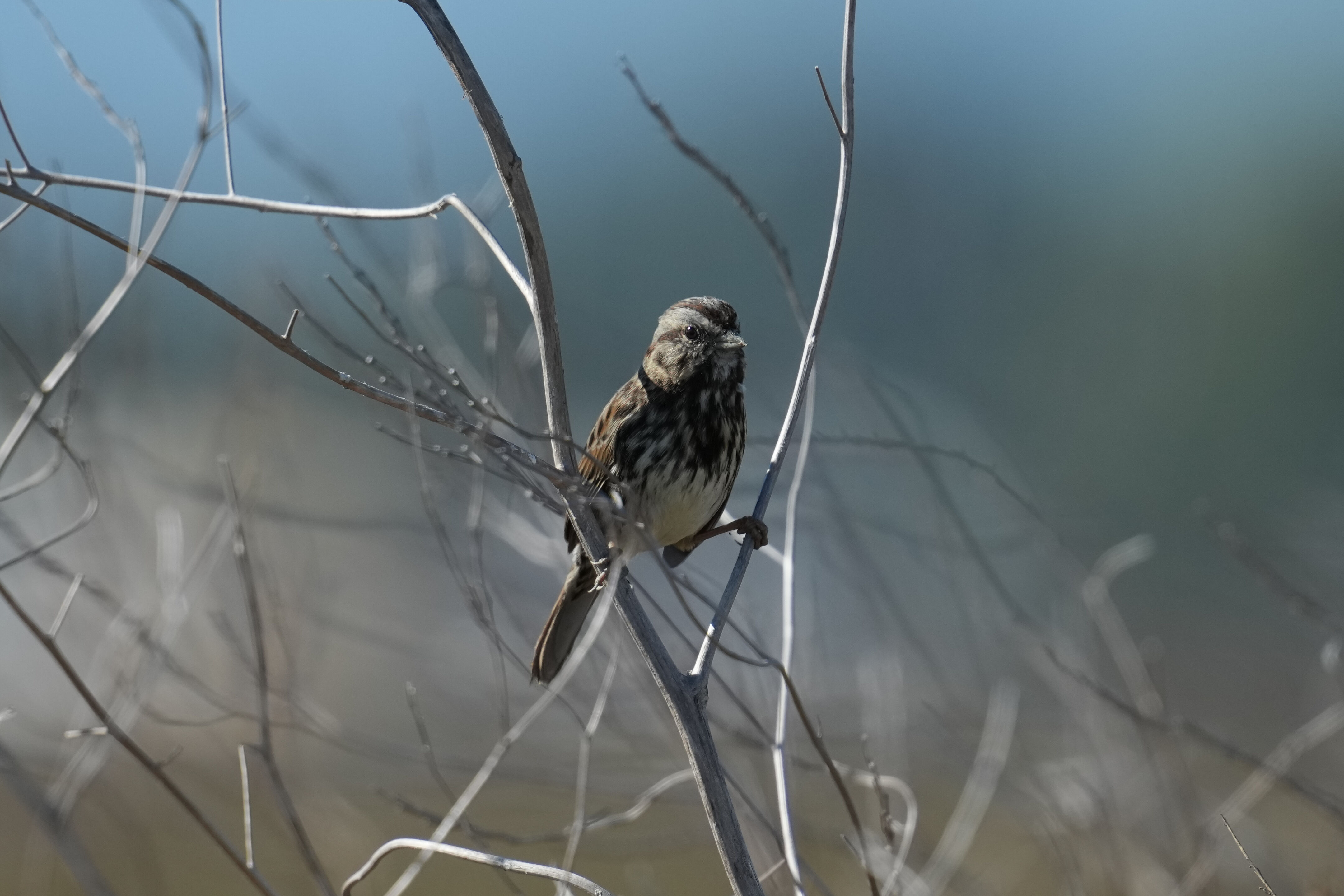 Song Sparrow