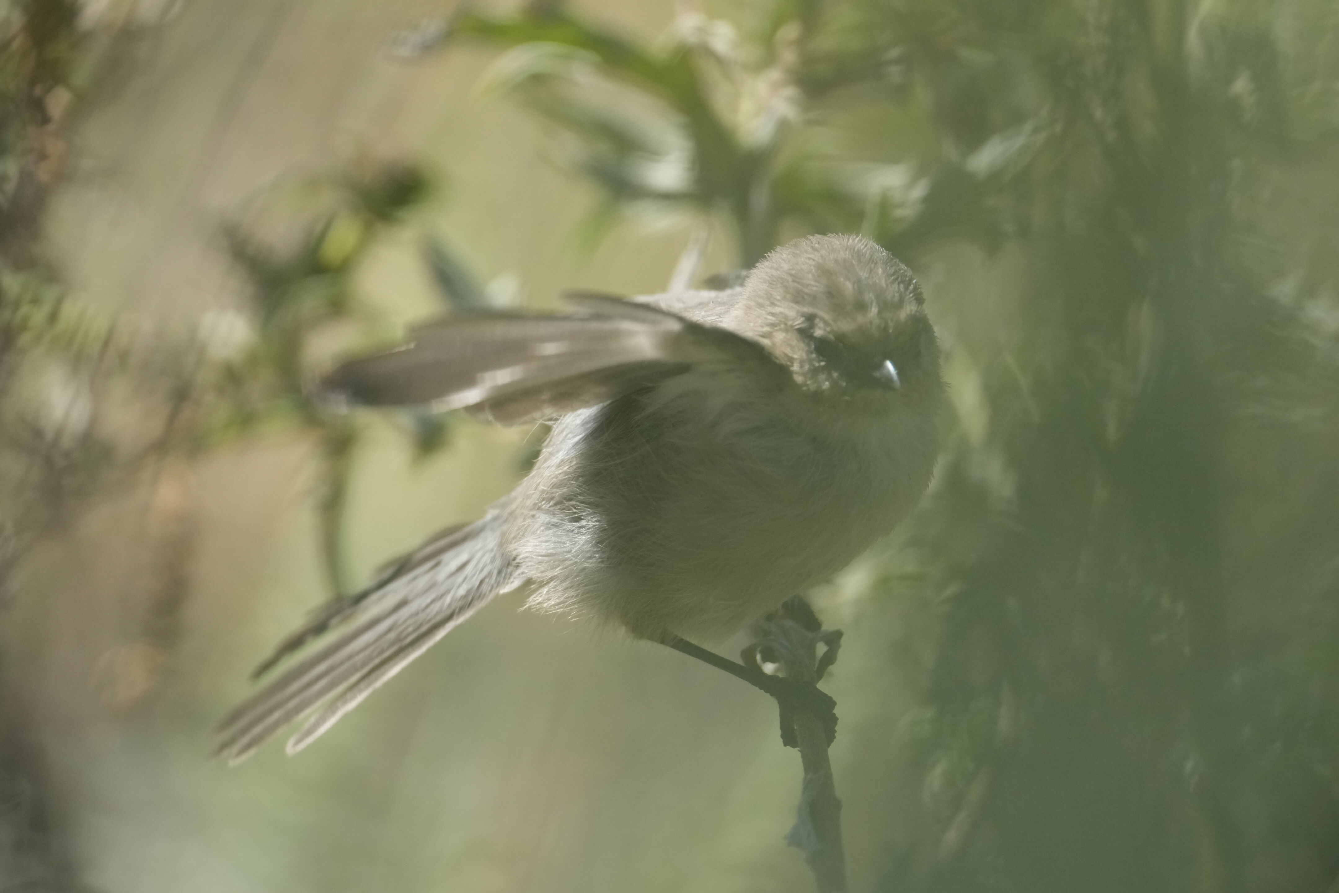 American Bushtit
