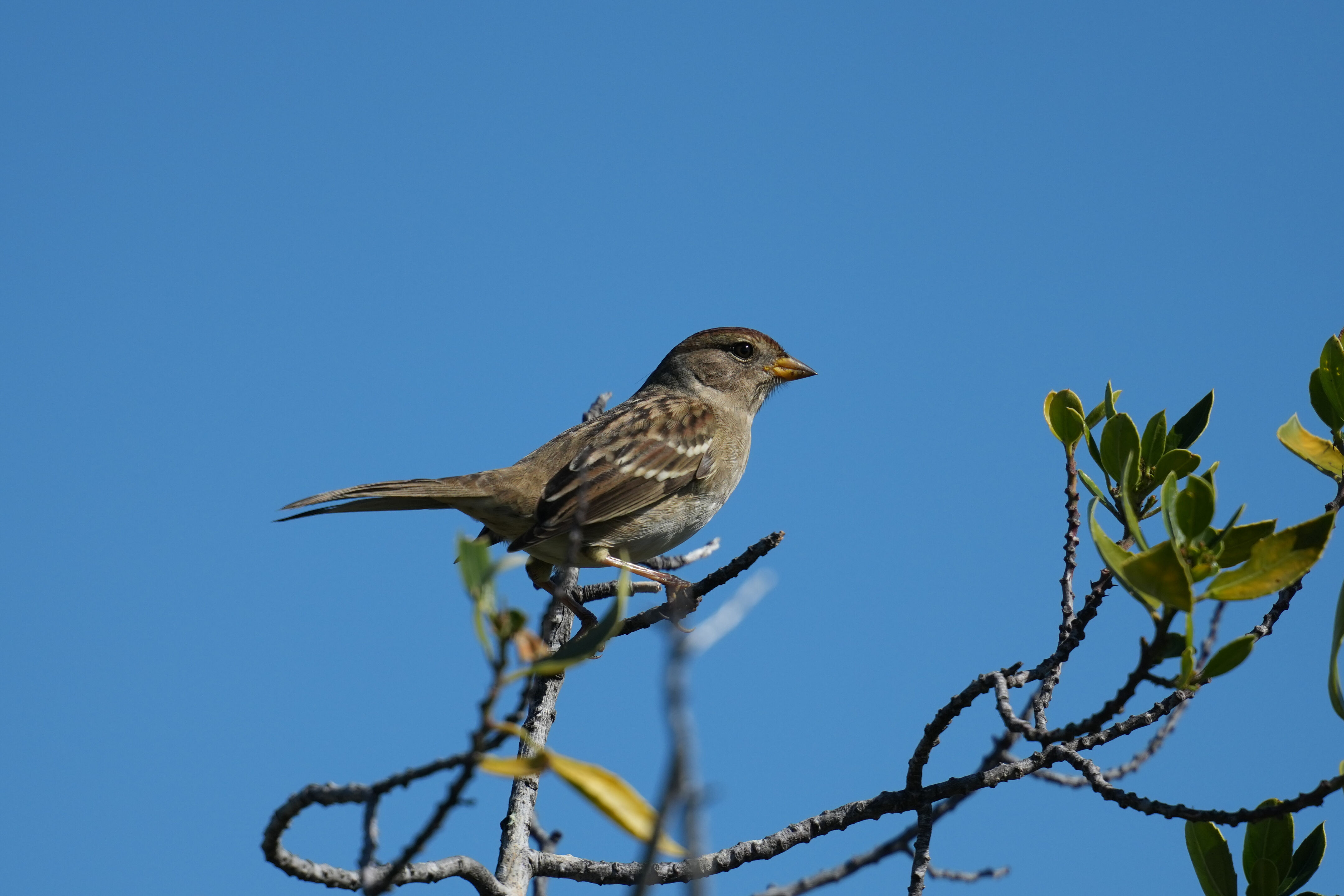 White Crowned Sparrow