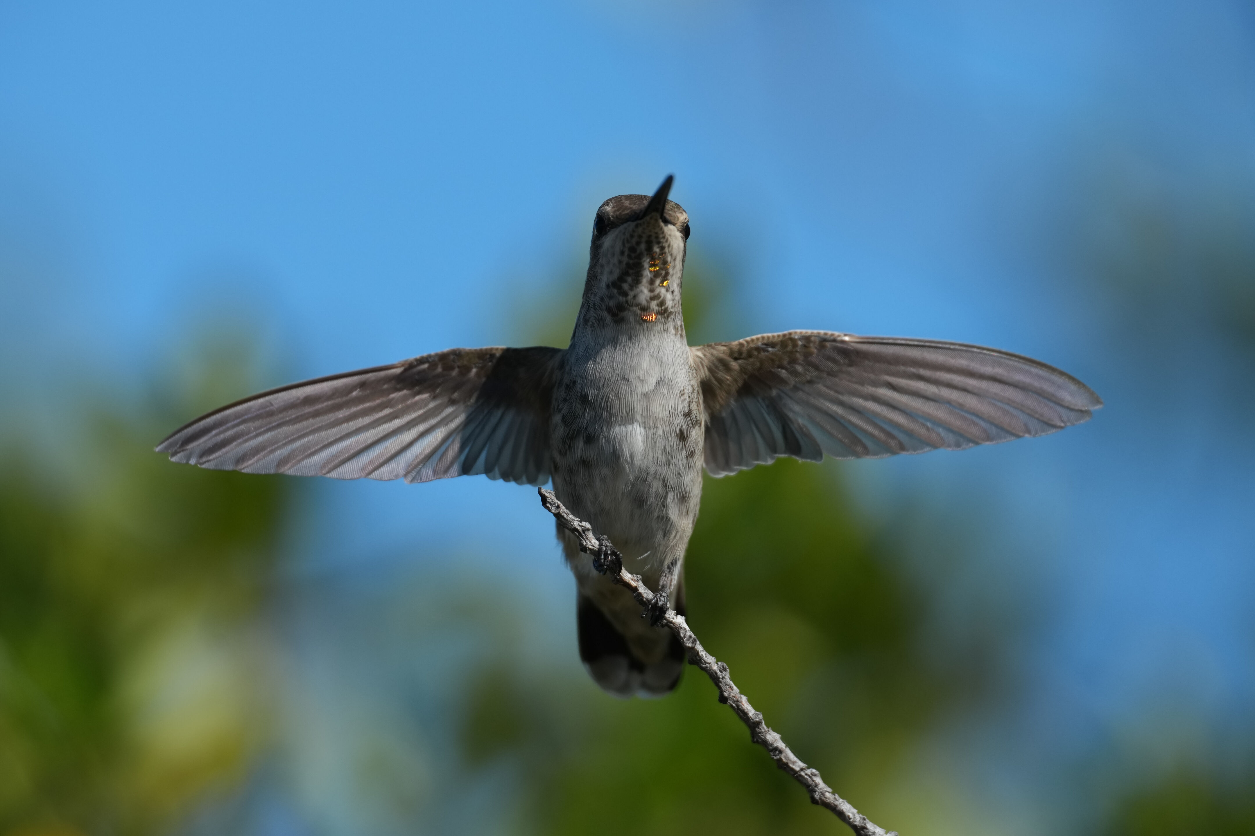 Anna’s Hummingbird
