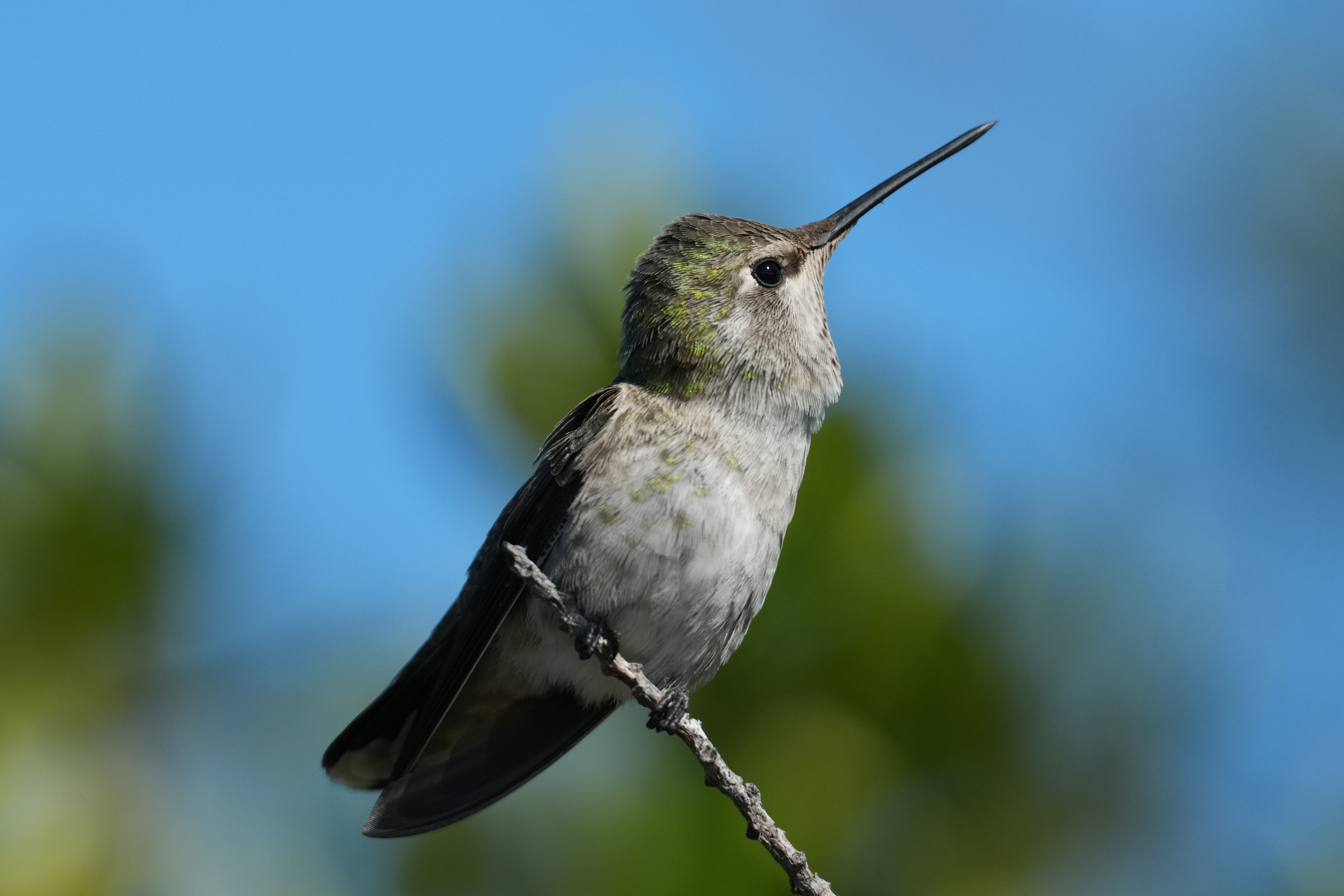 Anna’s Hummingbird