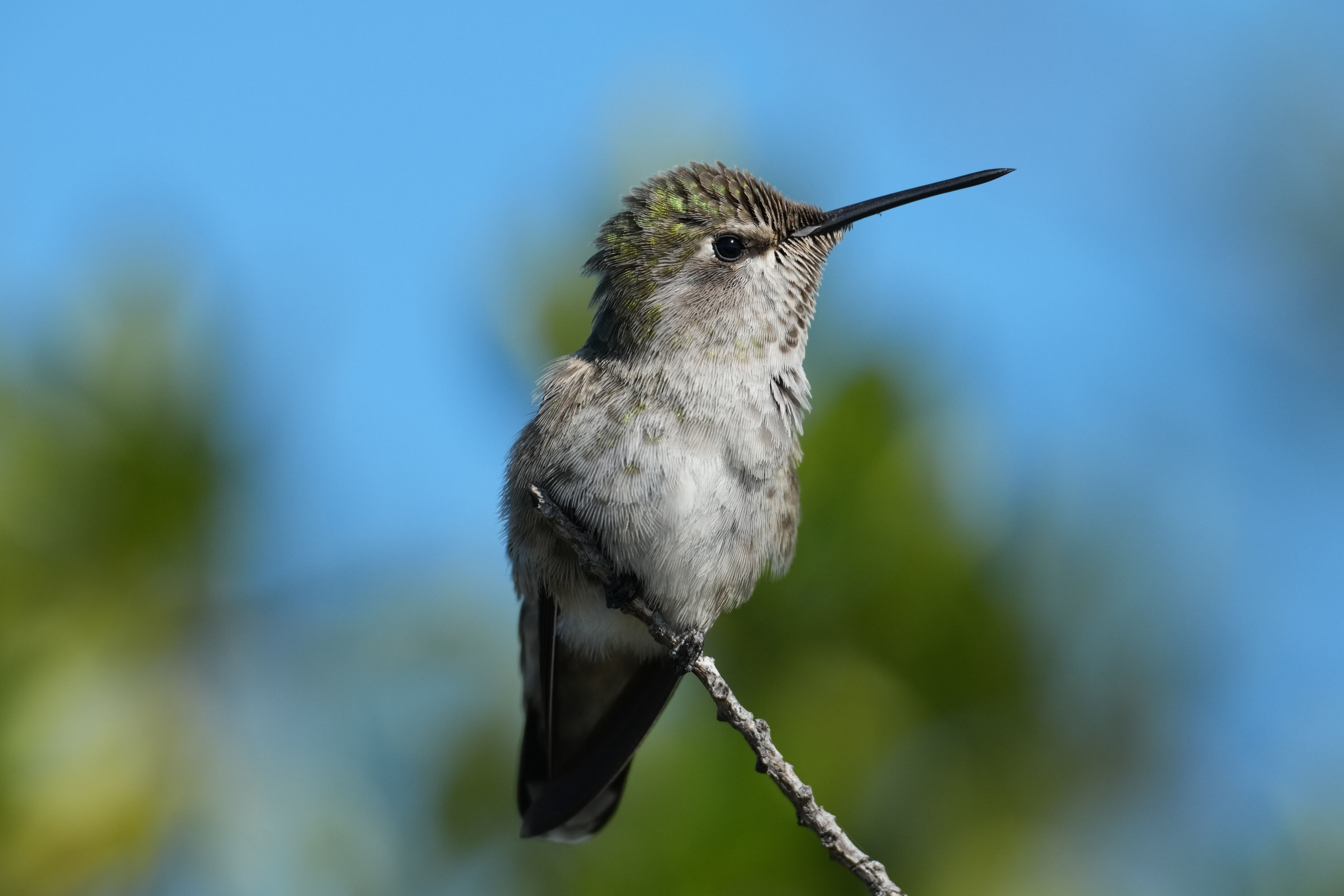 Anna’s Hummingbird