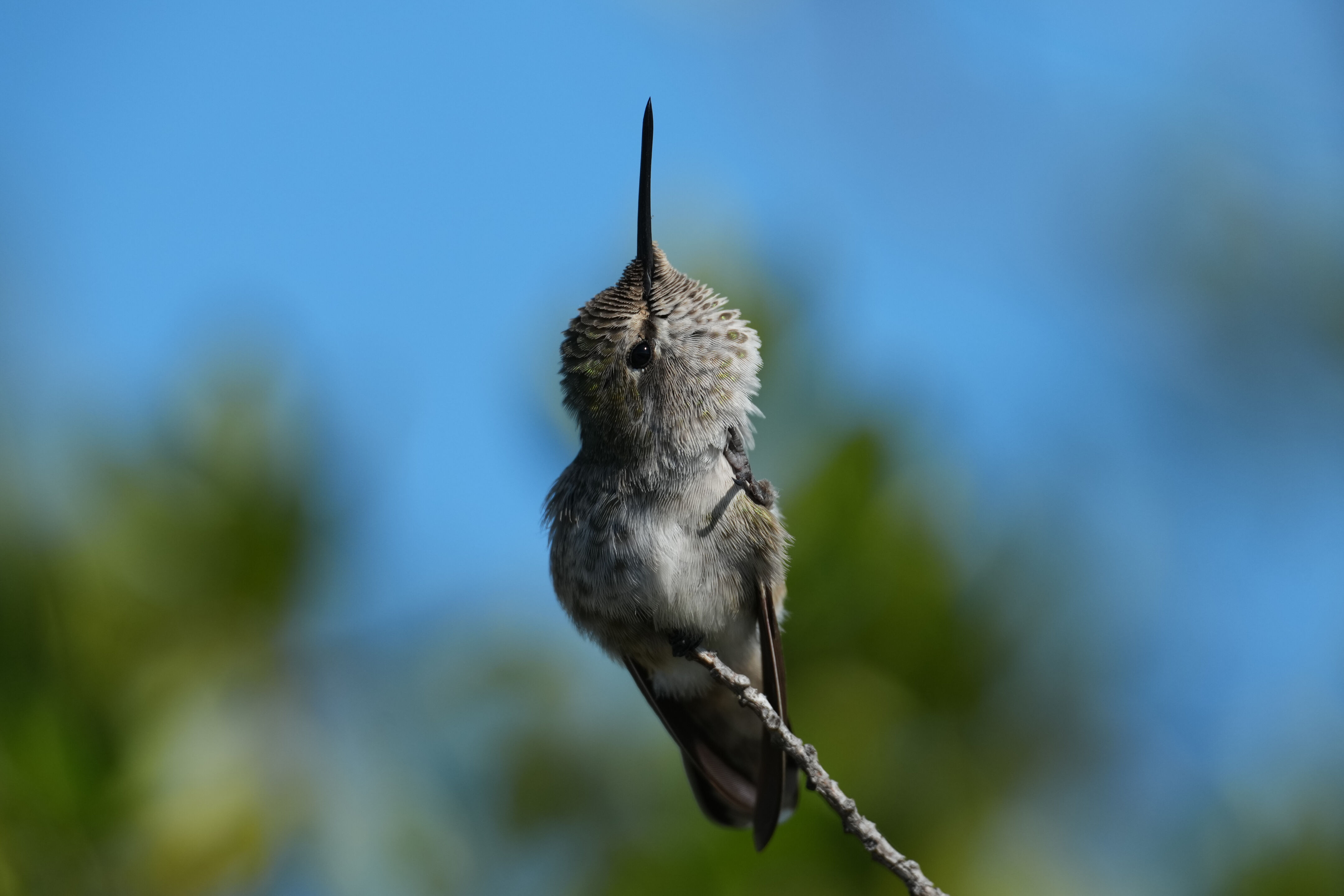 Anna’s Hummingbird