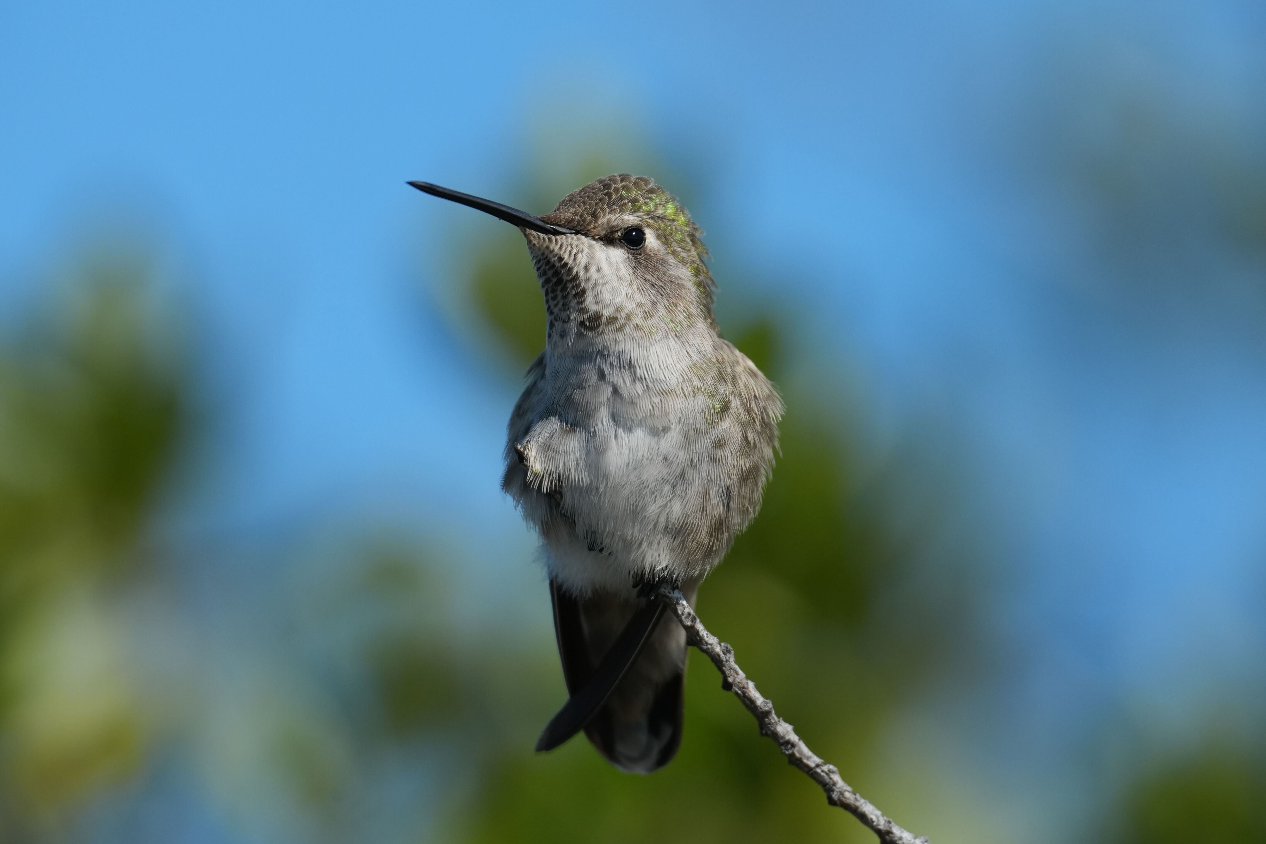 Anna’s Hummingbird