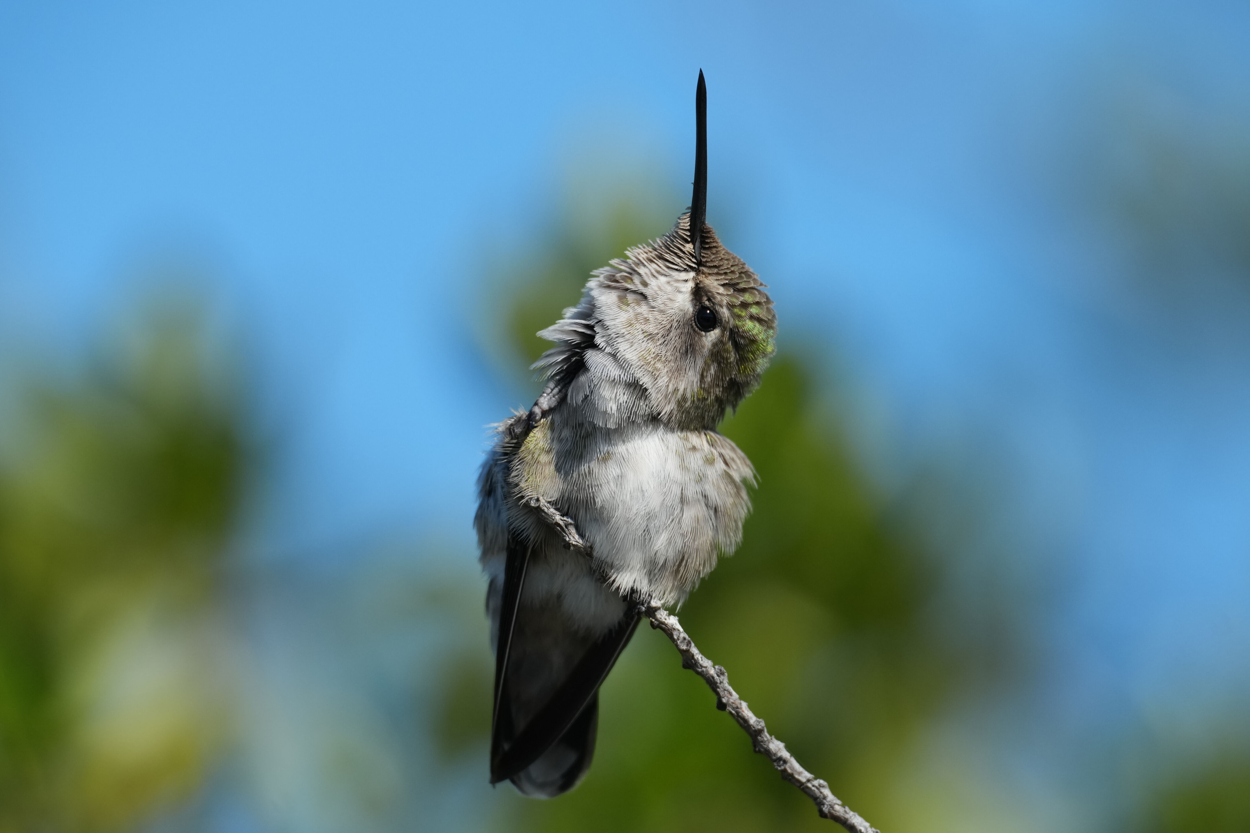 Anna’s Hummingbird