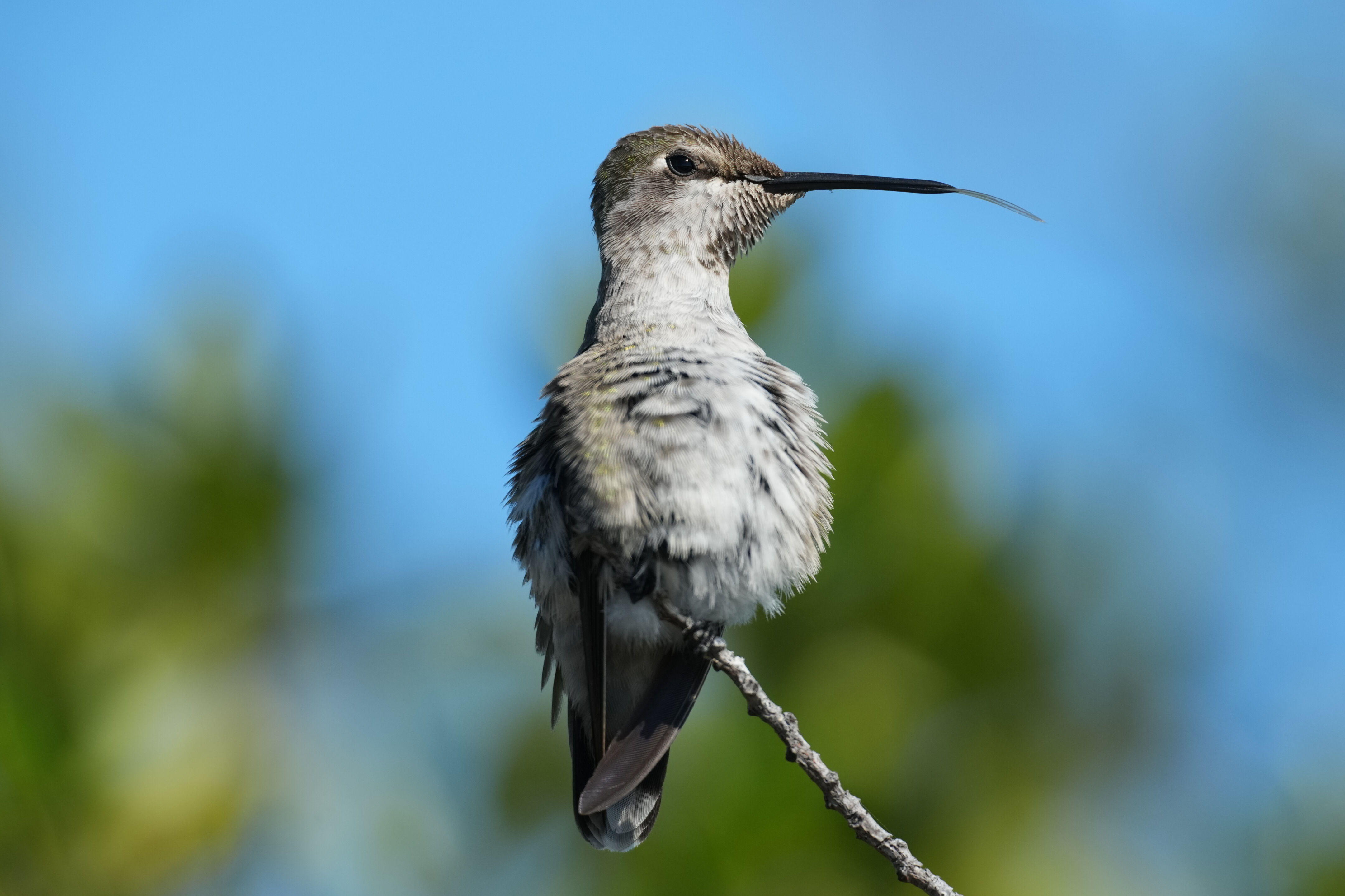 Anna’s Hummingbird