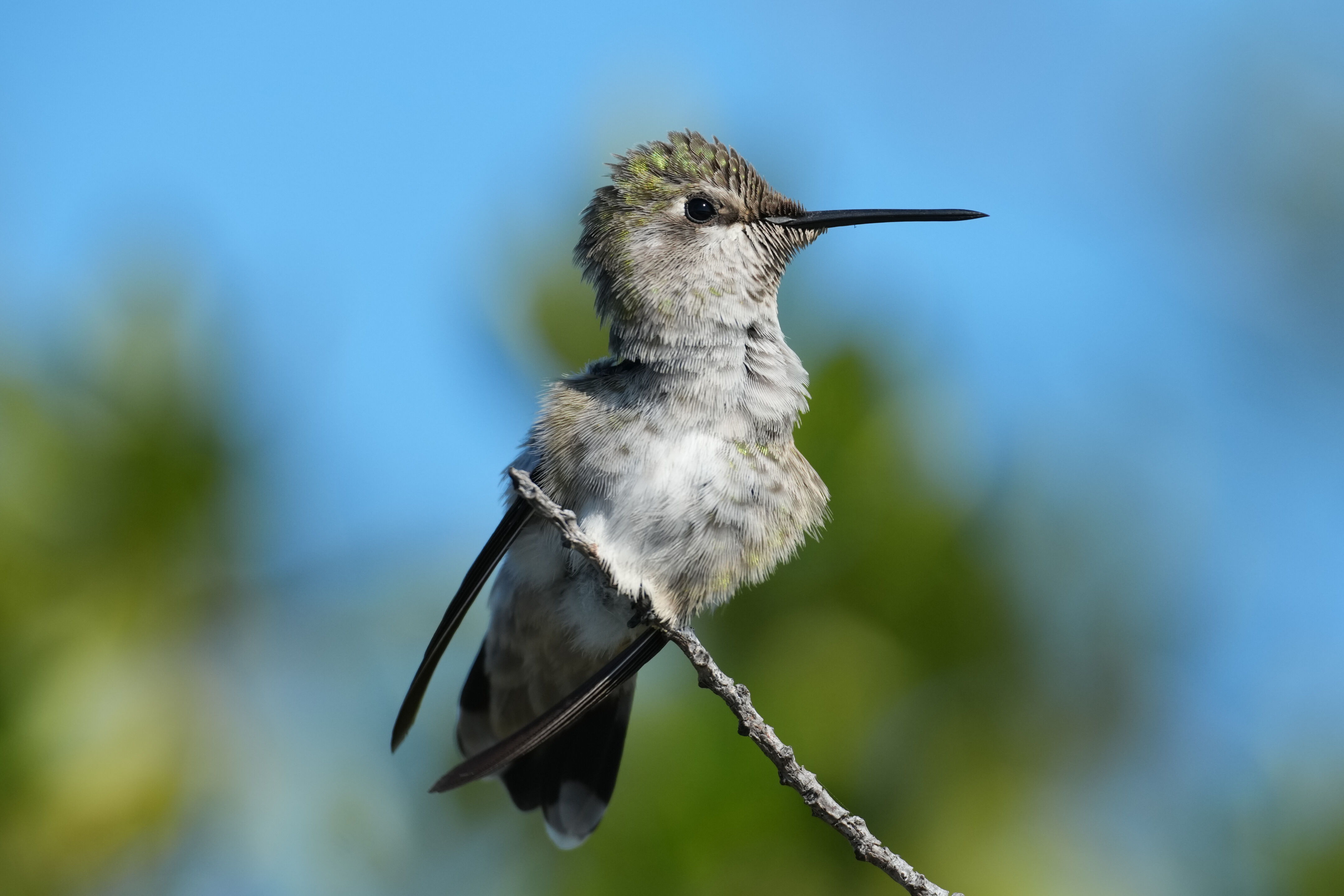 Anna’s Hummingbird