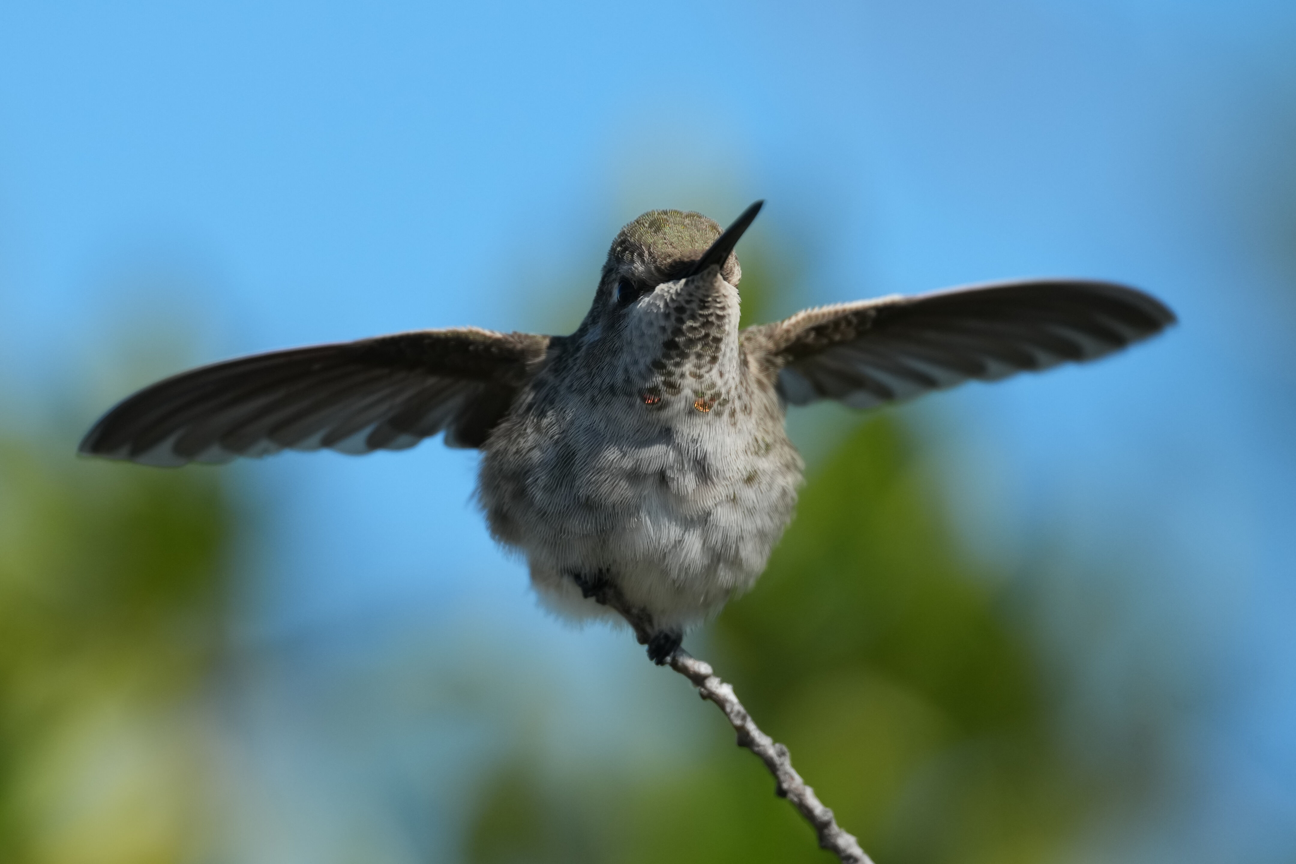 Anna’s Hummingbird