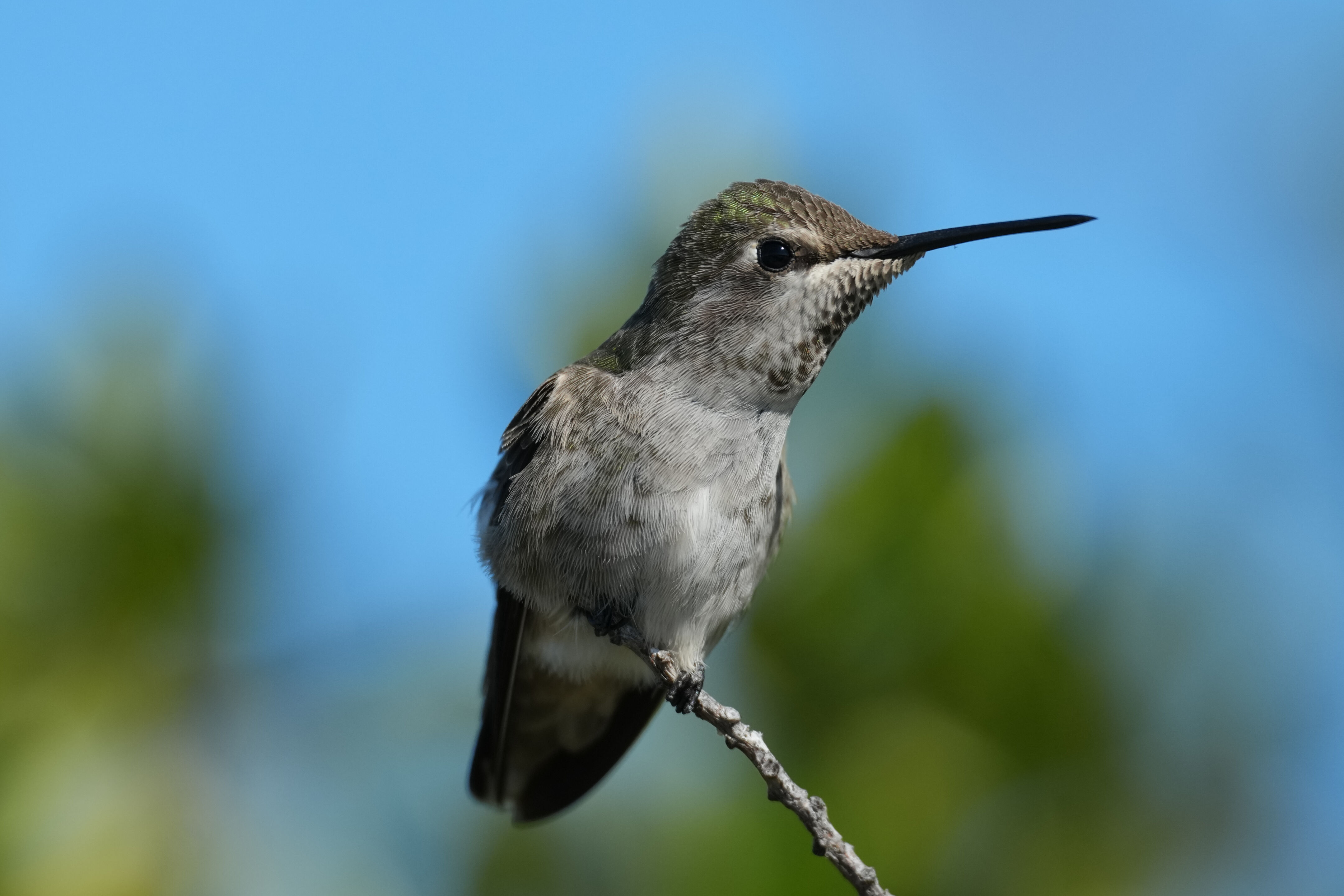 Anna’s Hummingbird