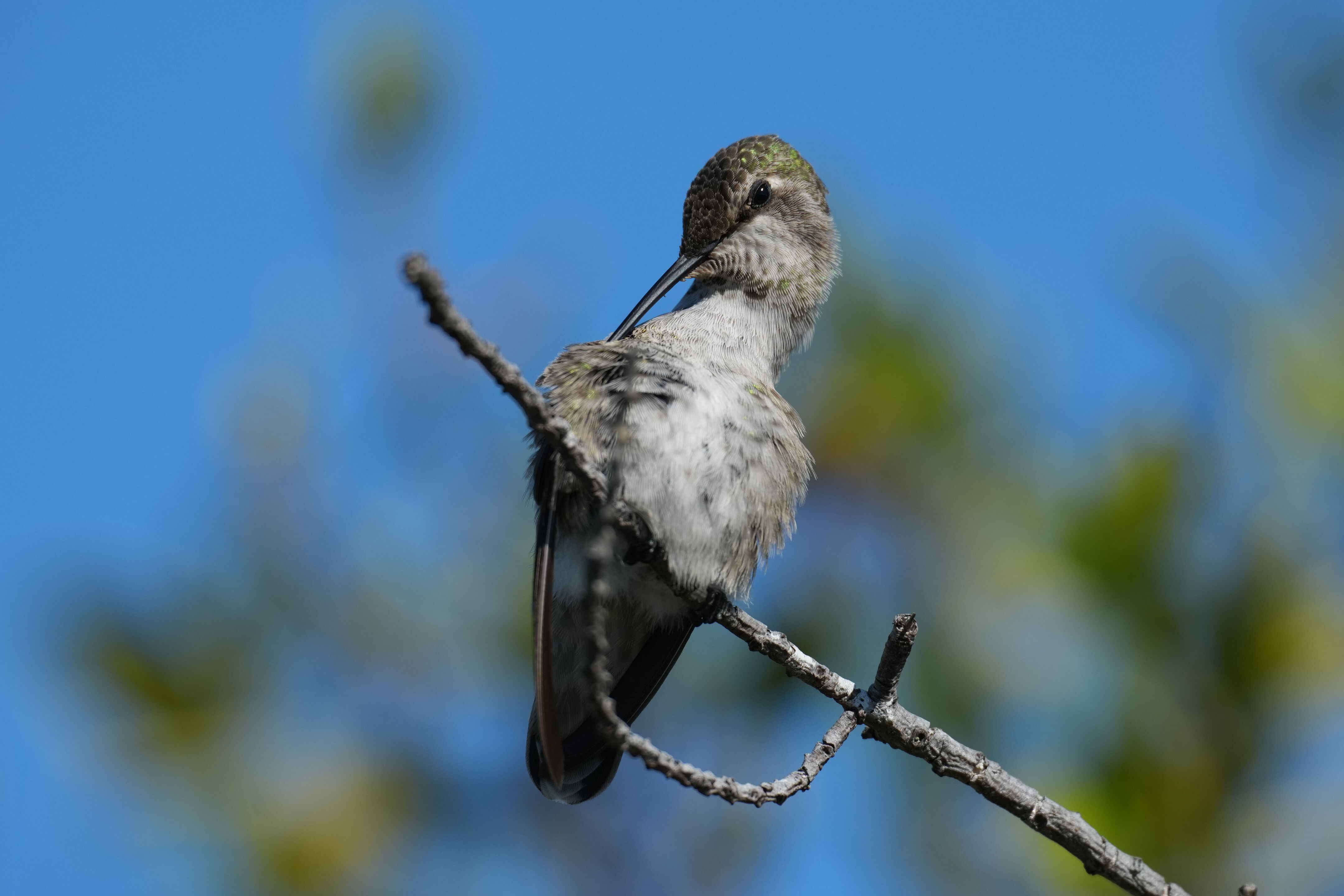 Anna’s Hummingbird