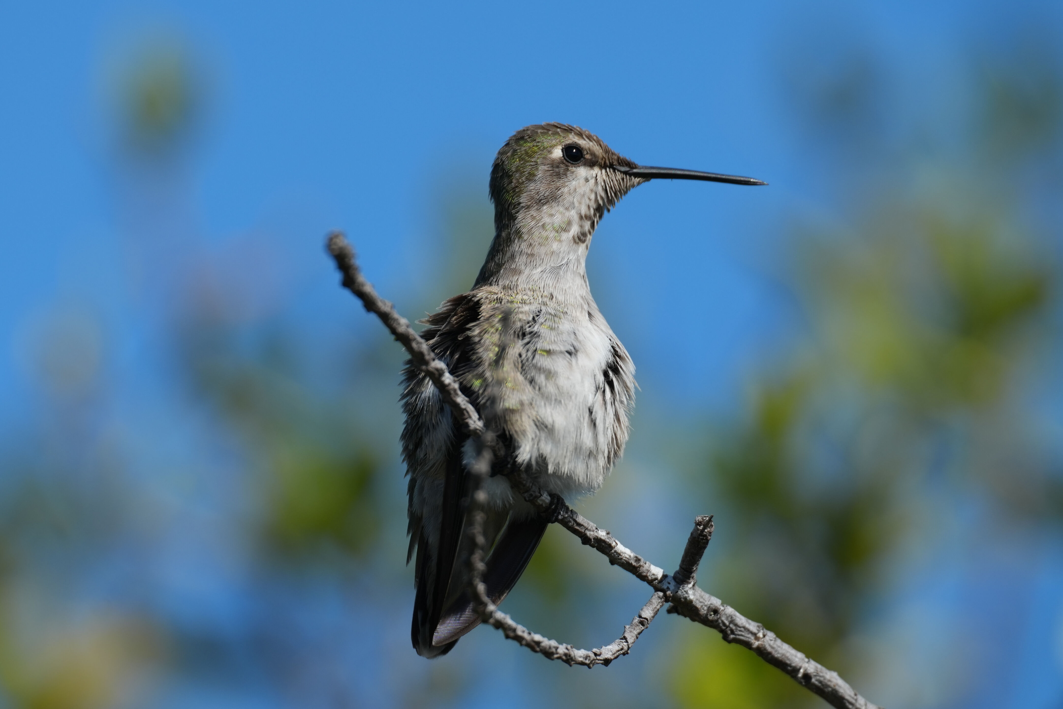 Anna’s Hummingbird