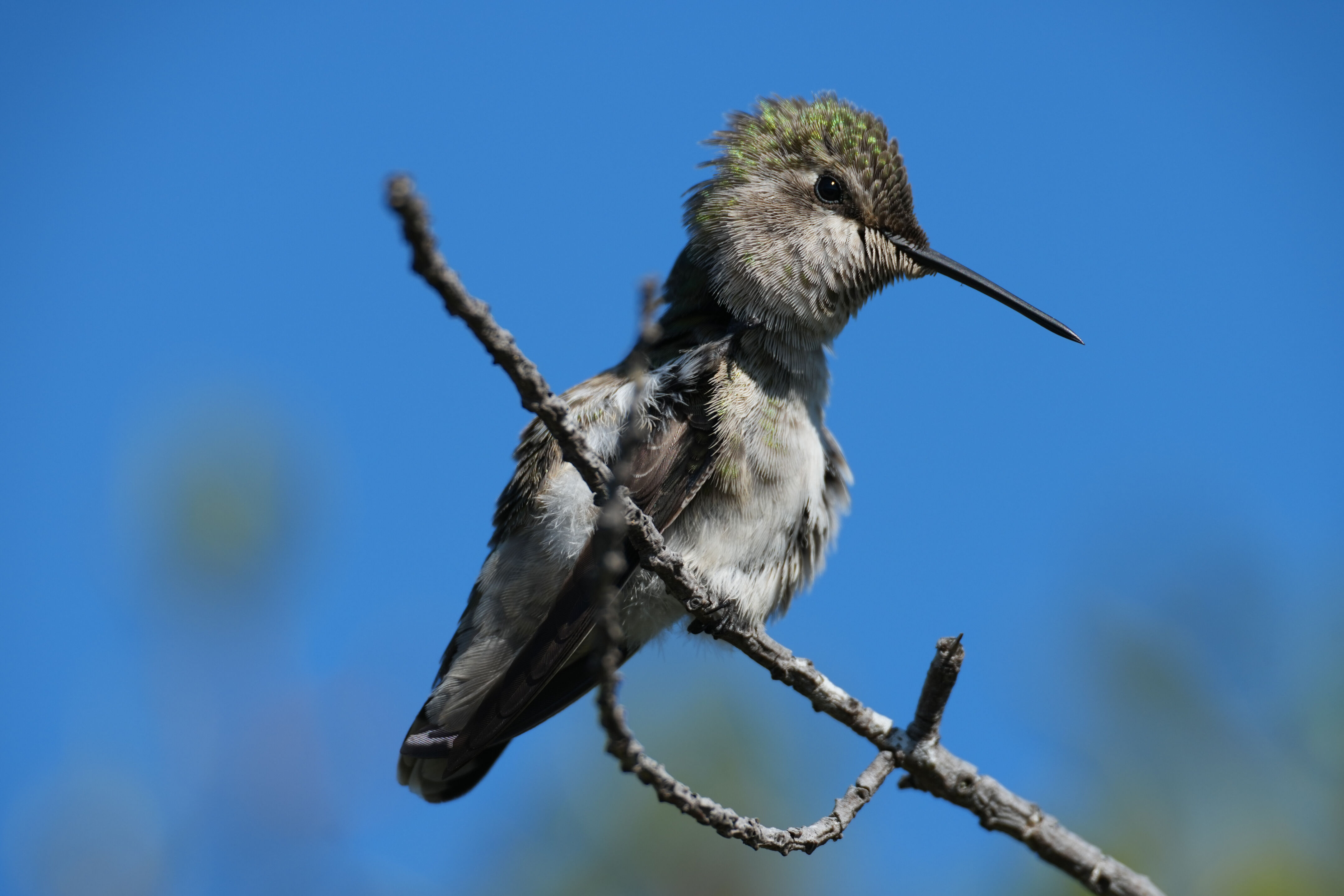 Anna’s Hummingbird