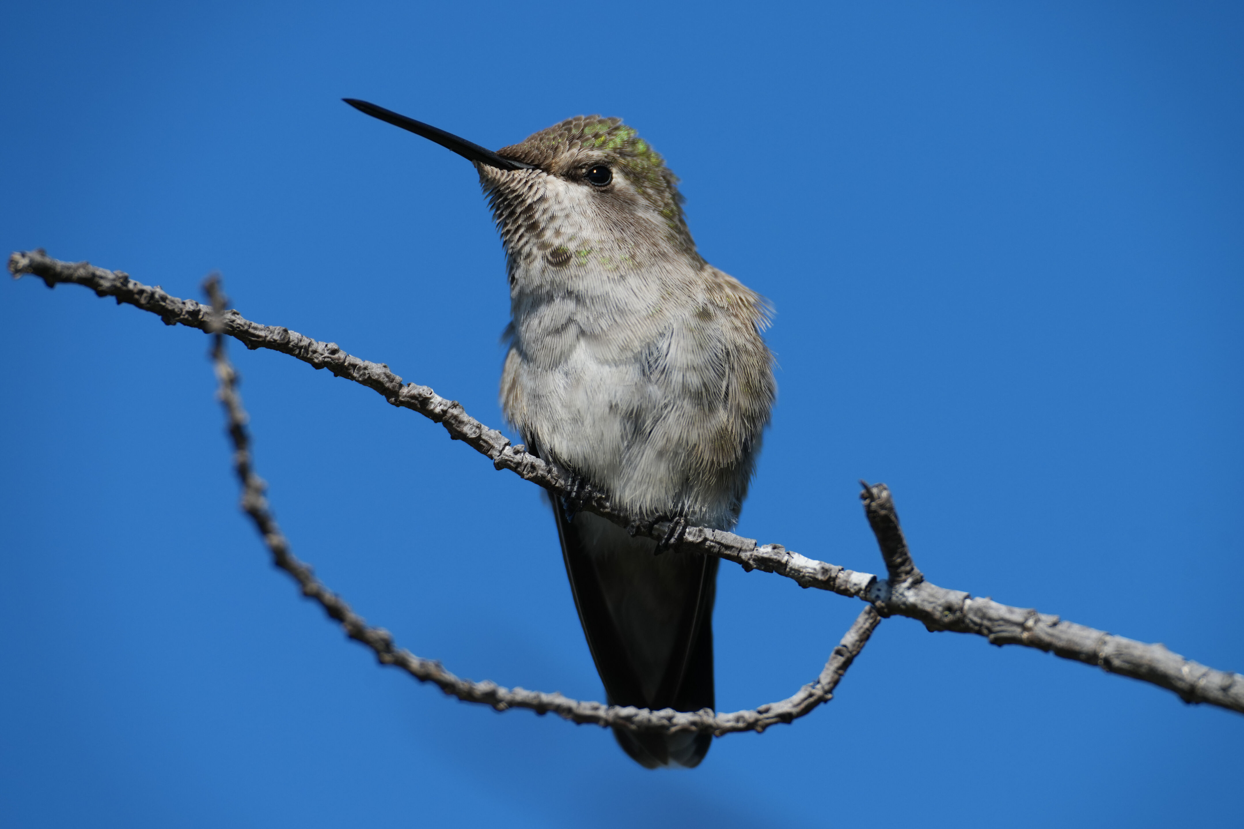 Anna’s Hummingbird